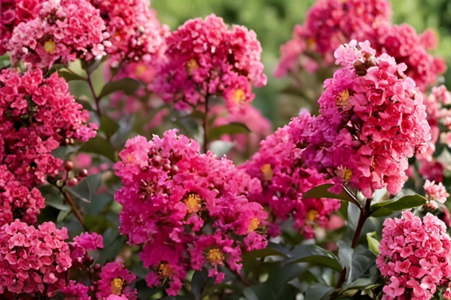 Dark Pink Crepe Myrtle Cuttings | 7 Live Unrooted Cuttings | Lagerstroemia indica | Flowering Tree Shrub