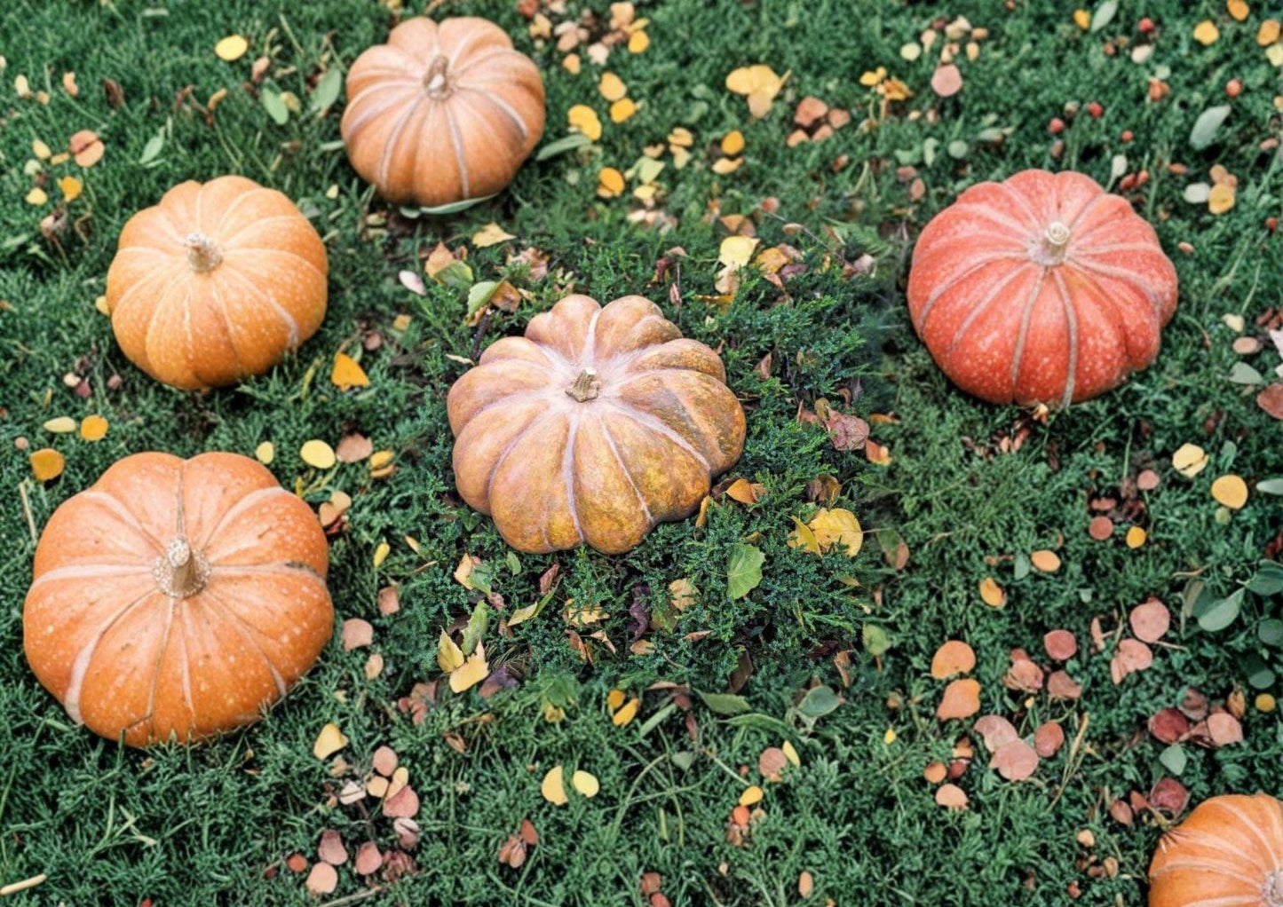 Fairytale Pumpkin Seeds - 15 French Heirloom Non-GMO Cooking Seeds, Musquee de Provence Sweet Gourmet Variety for Garden Planting