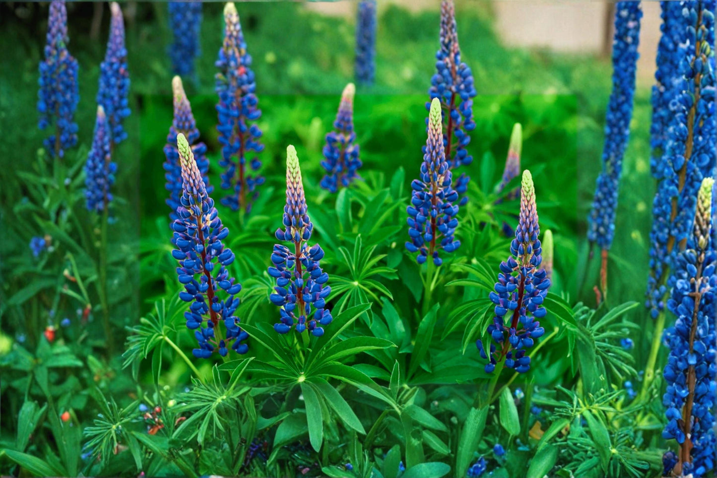 Blue Lupine Seeds - 25 Perennial Flower Seeds - Blue Flowering Plant - Lupinus perennis - Nitrogen Fixing, Full Sun, Well-Drained Soil