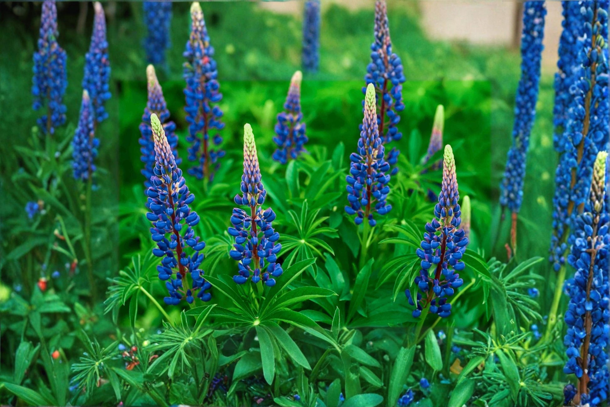 Blue Lupine Seeds - 25 Perennial Flower Seeds - Blue Flowering Plant - Lupinus perennis - Nitrogen Fixing, Full Sun, Well-Drained Soil