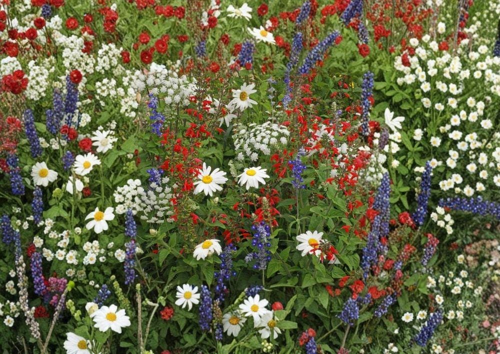 Wildflower Mix Seeds - 1000+ Red White Blue Drought Resistant Pollinator Friendly Seeds for Garden - Non-GMO