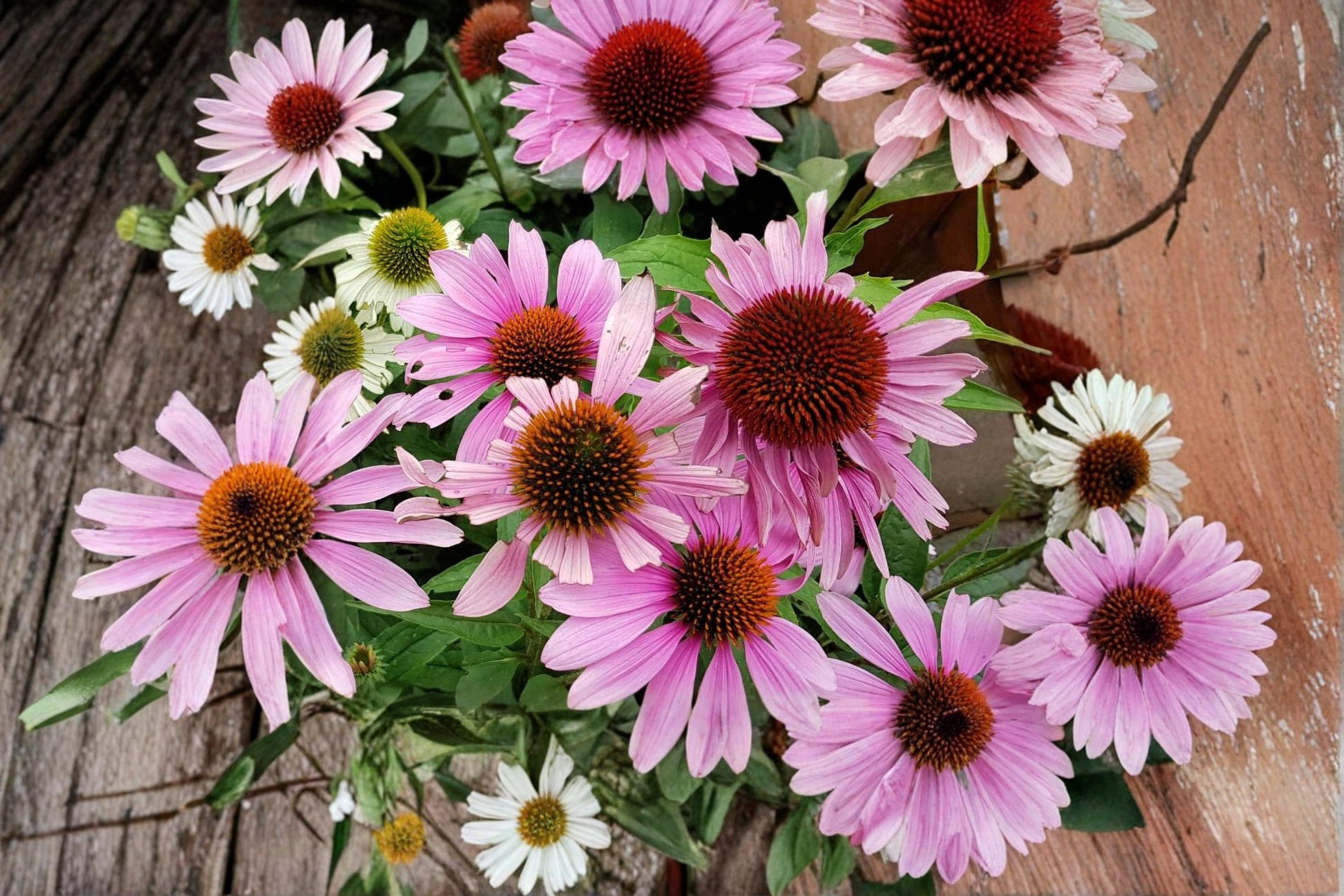 Purple Coneflower Seeds - Echinacea purpurea - Perennial Wildflower - Purple Petals with Orange Center - Butterfly Friendly