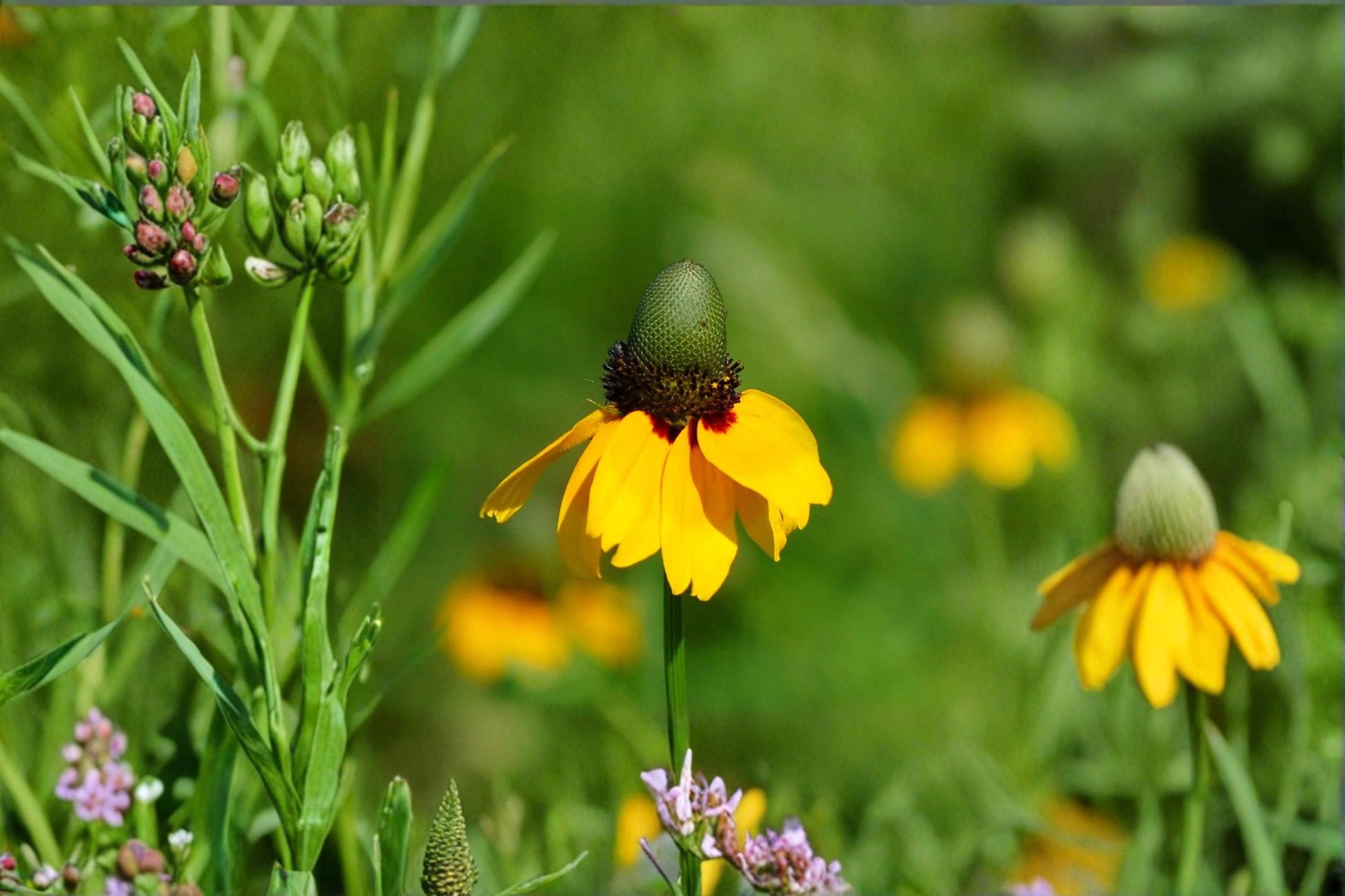 Clasping Coneflower Seeds - 100 Yellow Wildflower Seeds - Rudbeckia amplexicaulis - Annual Pollinator Plant for Gardens