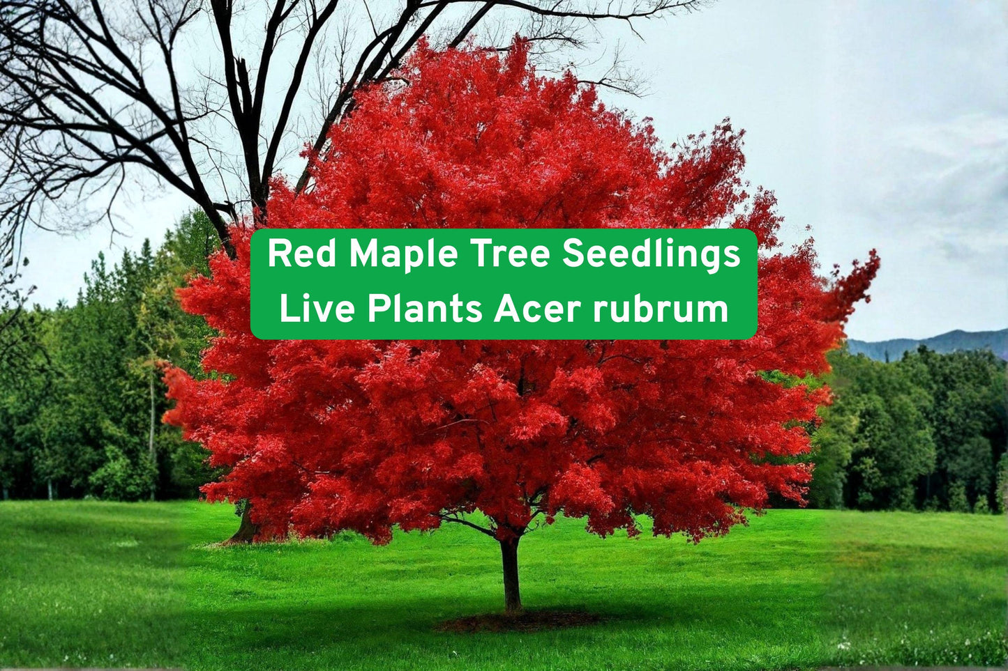 Red Maple Tree Seedlings Live Plants - Acer rubrum - Vibrant Red Foliage, Perfect for Landscaping and Shade