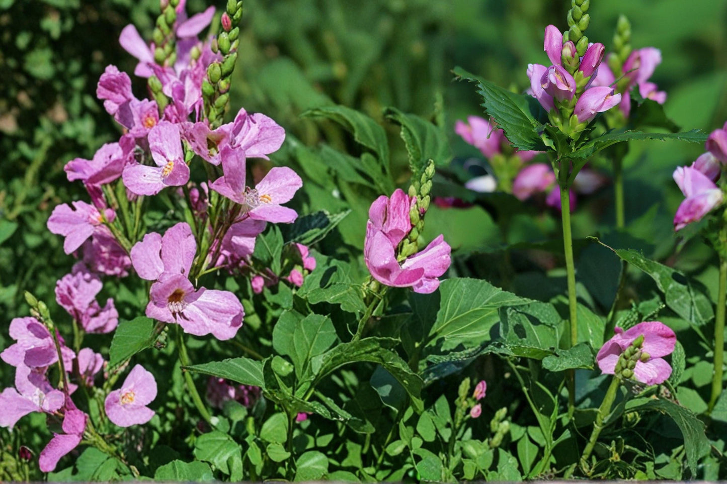 Pink Turtlehead Seeds - 50 Herbaceous Perennial Seeds - Rose Pink Flowers - Chelone obliqua - Moist Soil Garden Plant