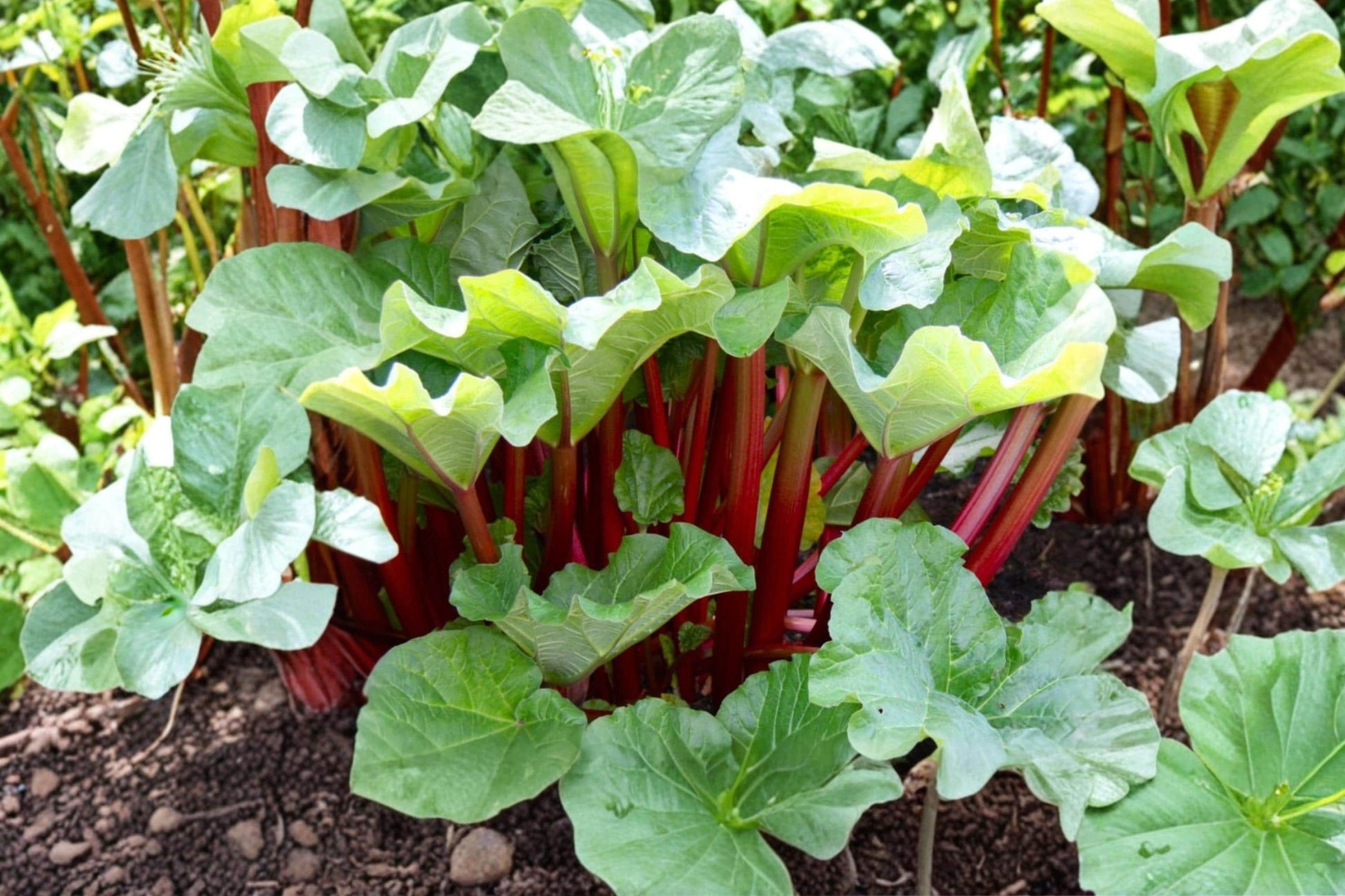 Rhubarb Seeds - 10 Seeds - Victoria Variety - Rheum rhabarbarum - Heirloom Perennial Vegetable for Pies, Jams, and Sauces