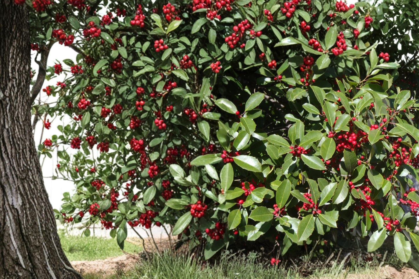 American Holly Seeds - 10 Seeds Ilex opaca - Evergreen Tree with Red Berries - Ornamental Plant for Landscape and Hedges