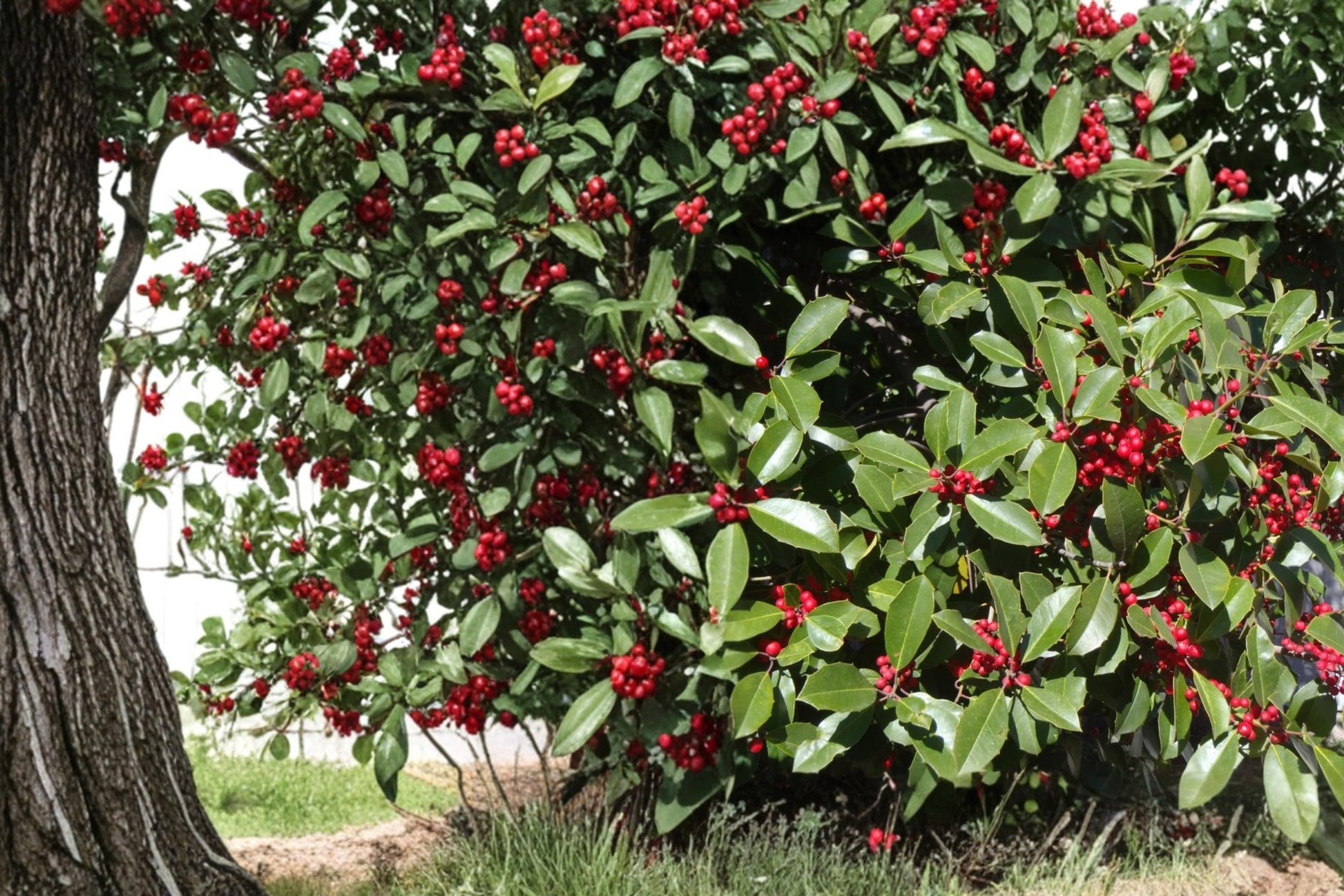 American Holly Seeds - 10 Seeds Ilex opaca - Evergreen Tree with Red Berries - Ornamental Plant for Landscape and Hedges