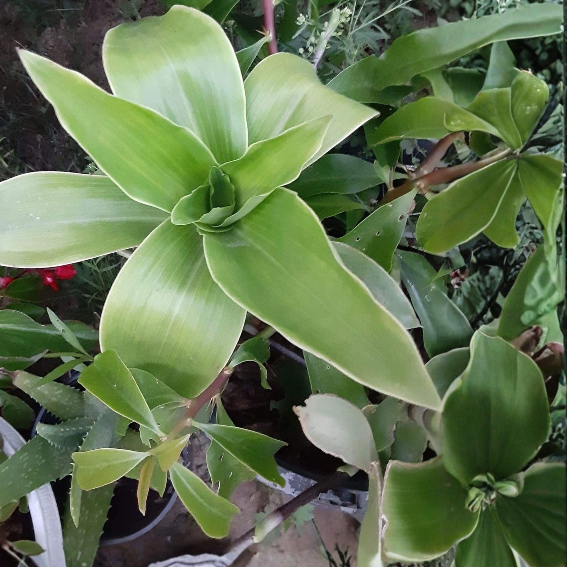 Basket Plant Cutting, Unrooted Stem, Callisia fragrans, Easy Growing Trailing Houseplant for Indoor Gardening