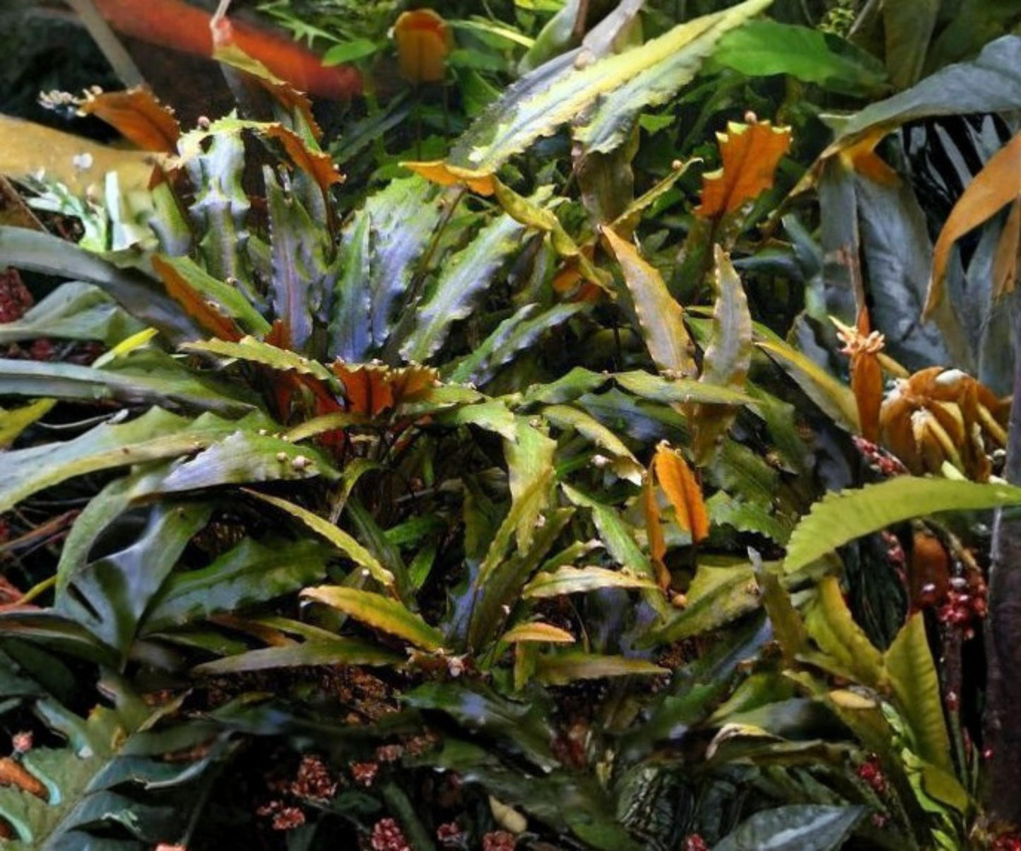Potted Cryptocoryne Wendtii Red Live Aquarium Plant 3-5 inches - Freshwater Aquascape, Easy Care, Low Light, Hardy Plant
