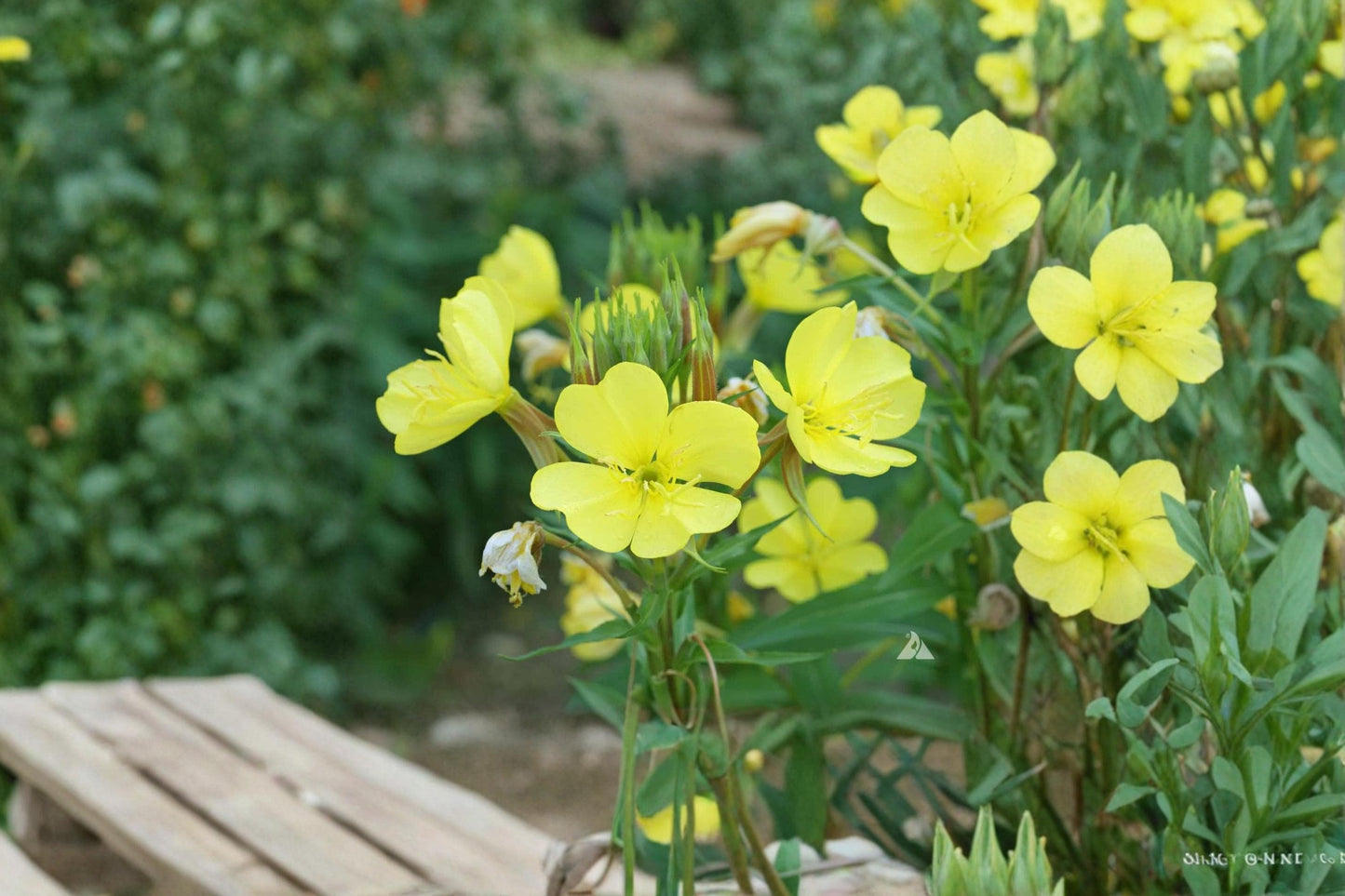 Evening Primrose Seeds - 200 Yellow Flower Seeds - Oenothera lamarckiana - Biennial Wildflower for Pollinators, Full Sun