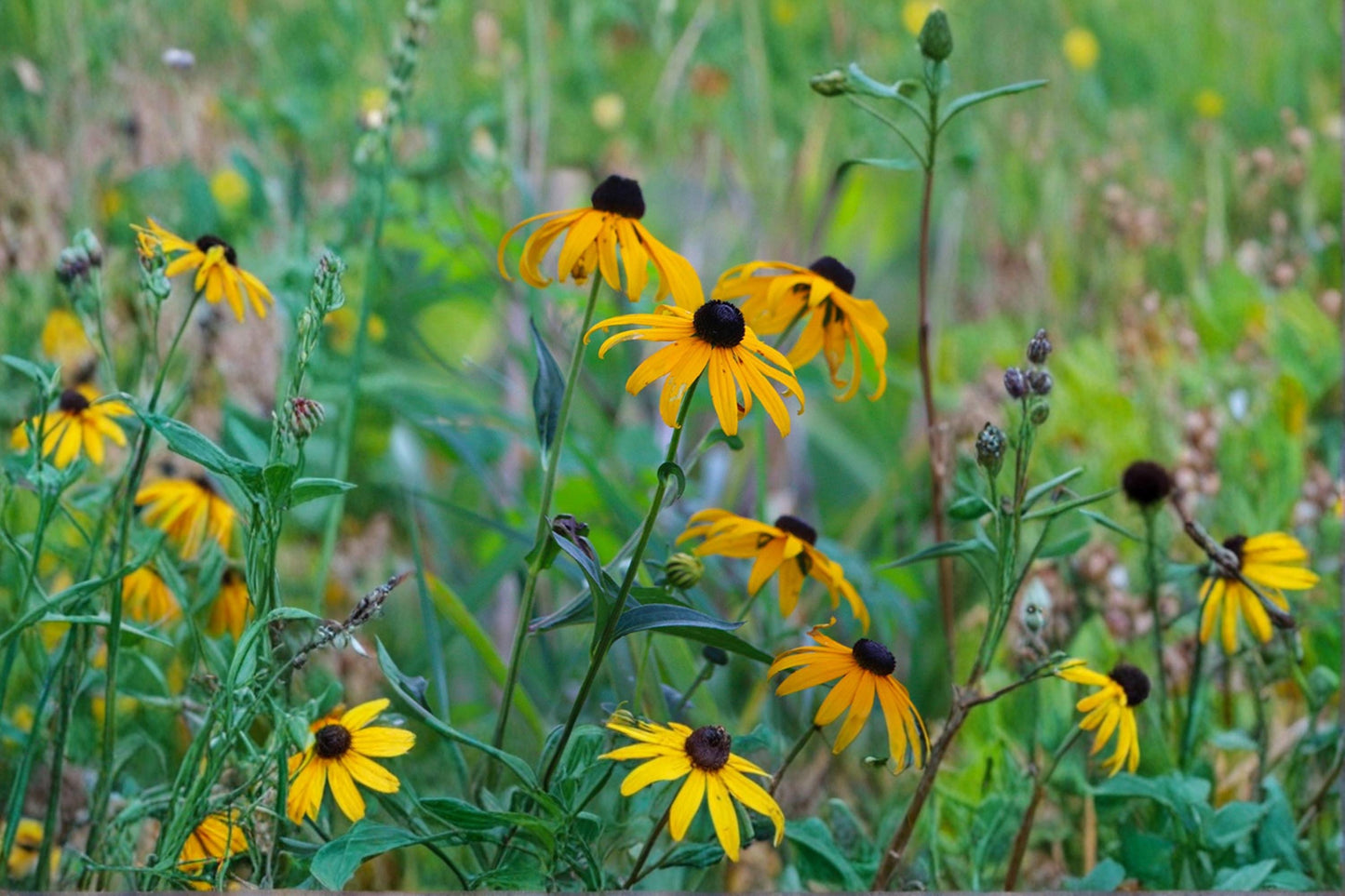 Black-Eyed Susan Seeds 400 Count - Rudbeckia hirta - Yellow Wildflower for Pollinators, Garden & Meadow Planting