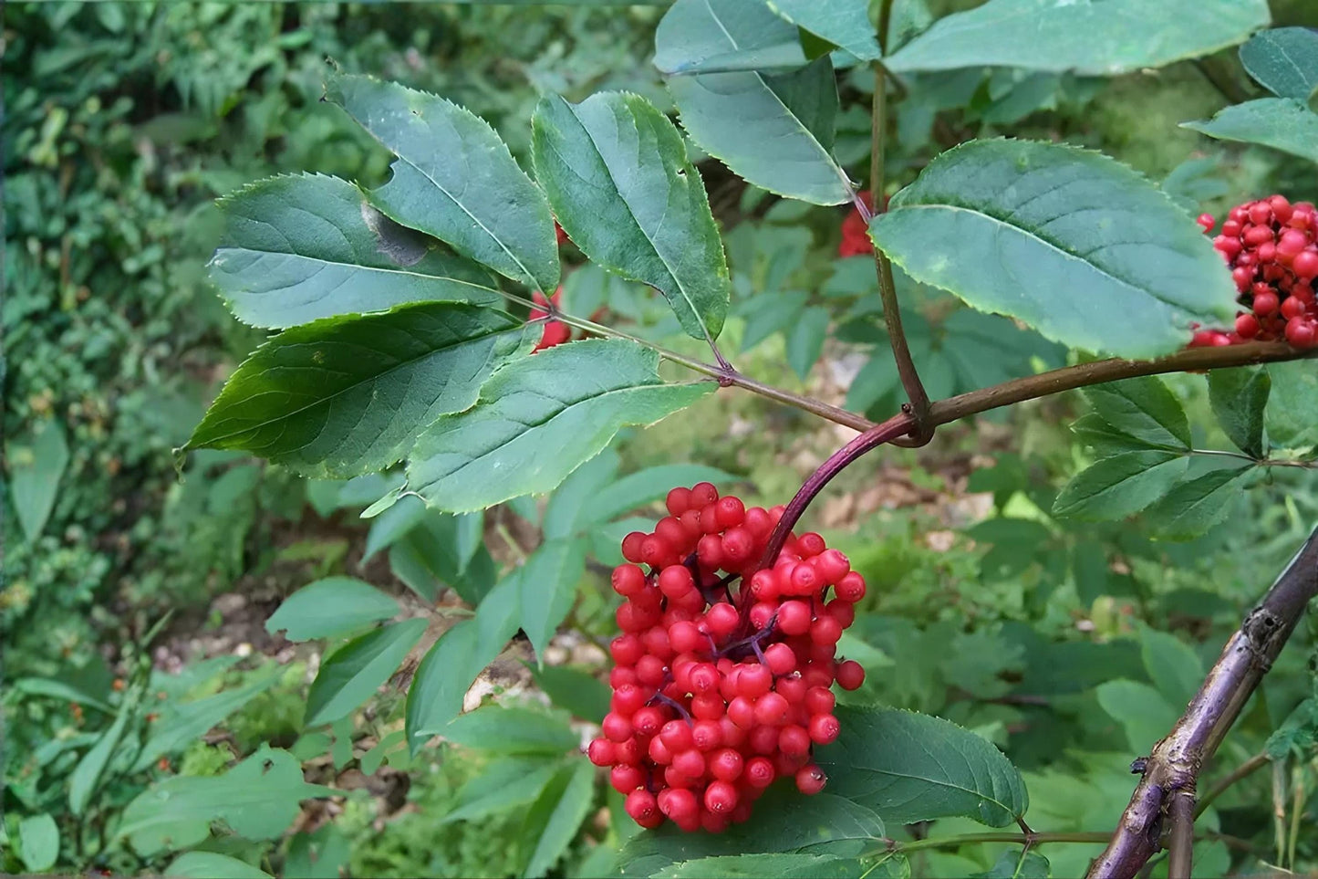 Red Elderberry Seeds (30) - Sambucus racemosa - Fast-Growing Shrub for Wildlife Gardens and Natural Landscapes