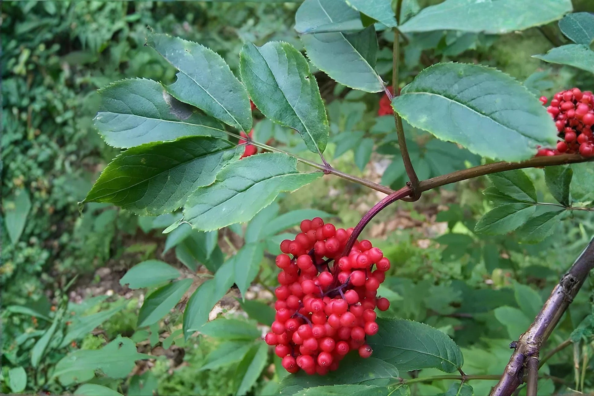 Red Elderberry Seeds (30) - Sambucus racemosa - Fast-Growing Shrub for Wildlife Gardens and Natural Landscapes
