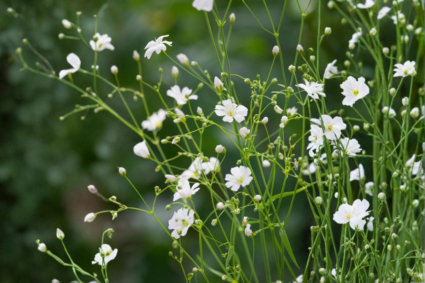 Covent Garden Baby's Breath Seeds - 100 Count - Gypsophila elegans - Annual White Flower with Airy Clusters for Garden Borders