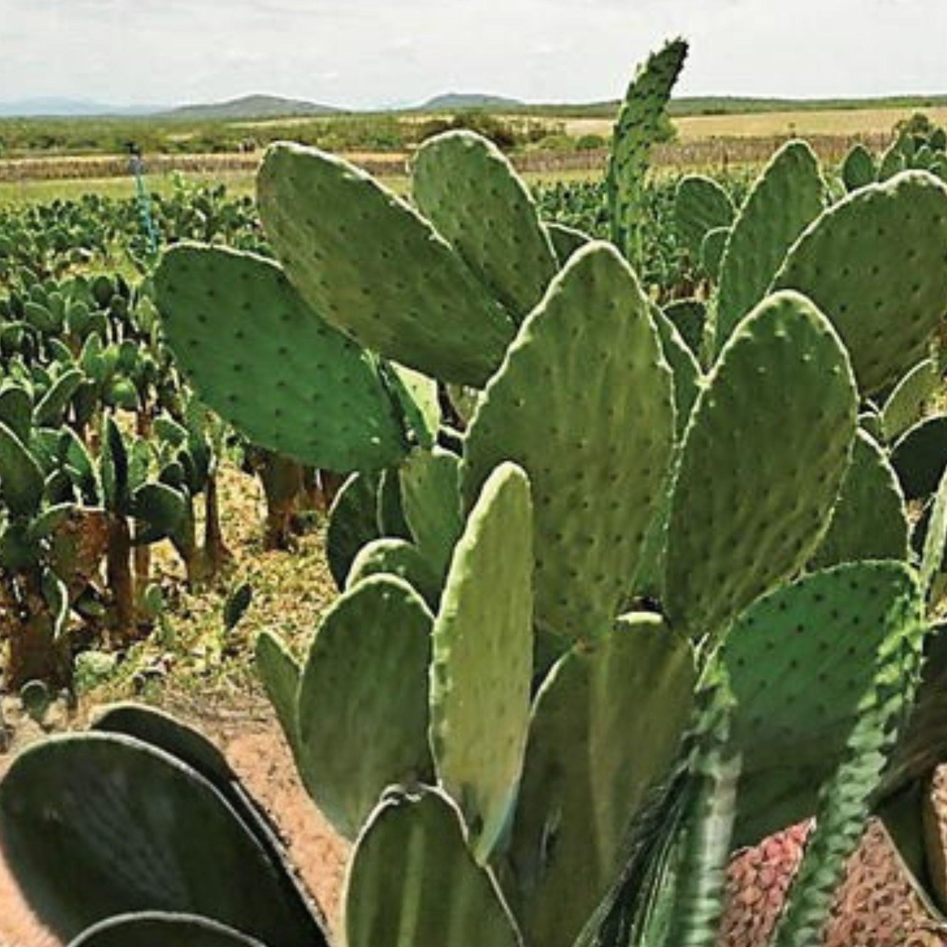 Brasiliopuntia brasiliensis Brazilian Prickly Pear Cactus Rooted Plant 15-20cm Succulent for Xeriscape & Indoor Gardens