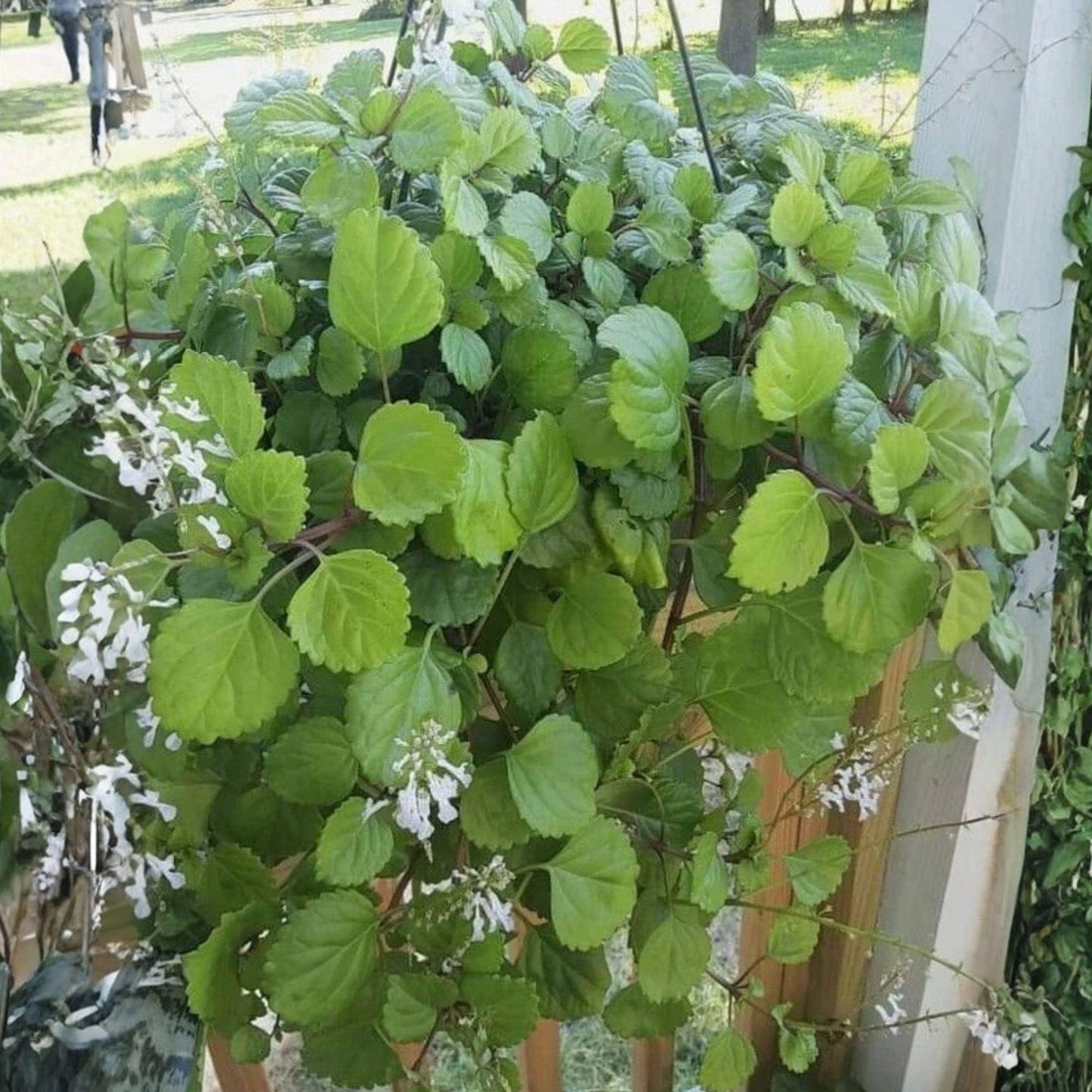 Plectranthus verticillatus Swedish Ivy Plant Rooted Starter, Trailing Houseplant for Hanging Baskets, Indoor Decor