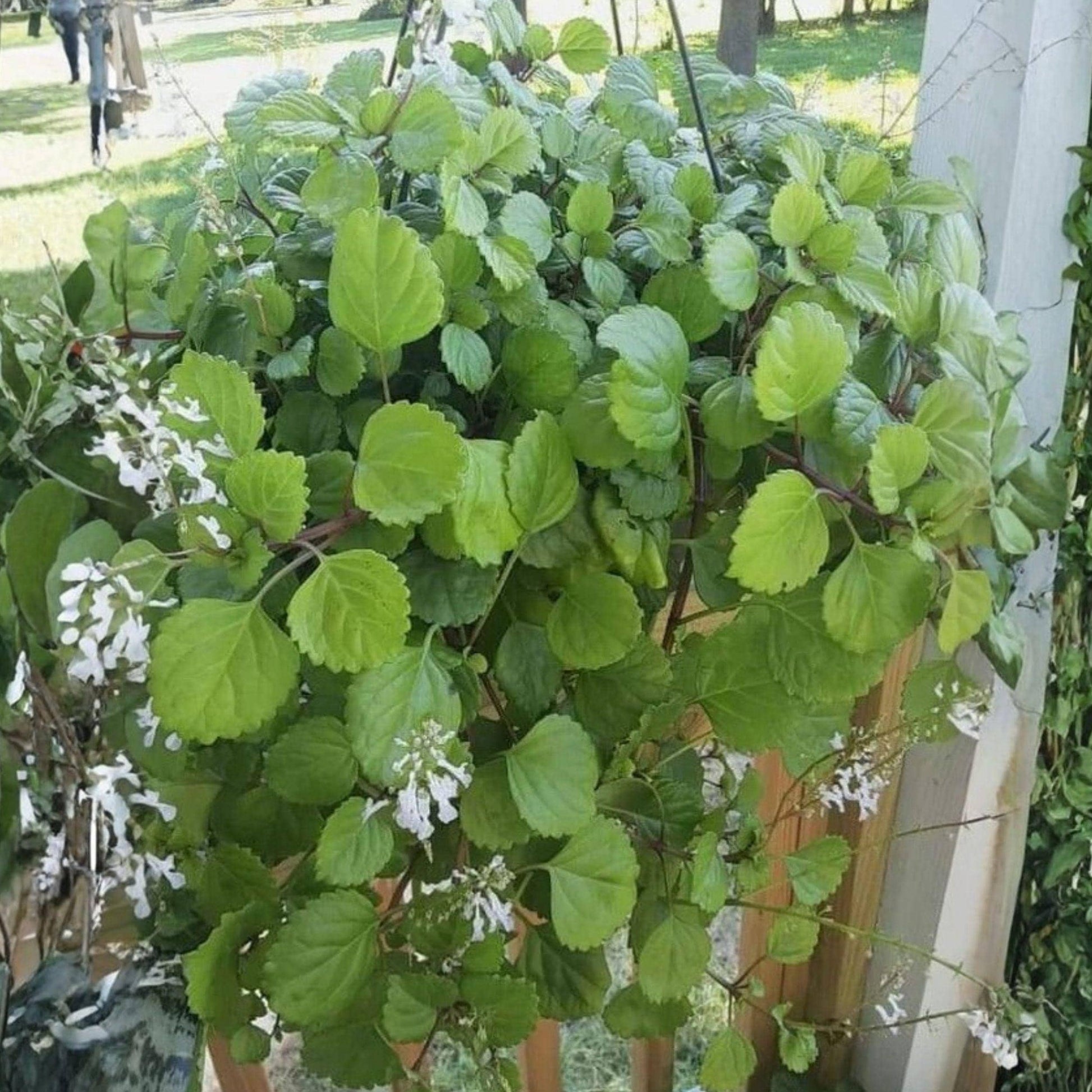 Plectranthus verticillatus Swedish Ivy Plant Rooted Starter, Trailing Houseplant for Hanging Baskets, Indoor Decor