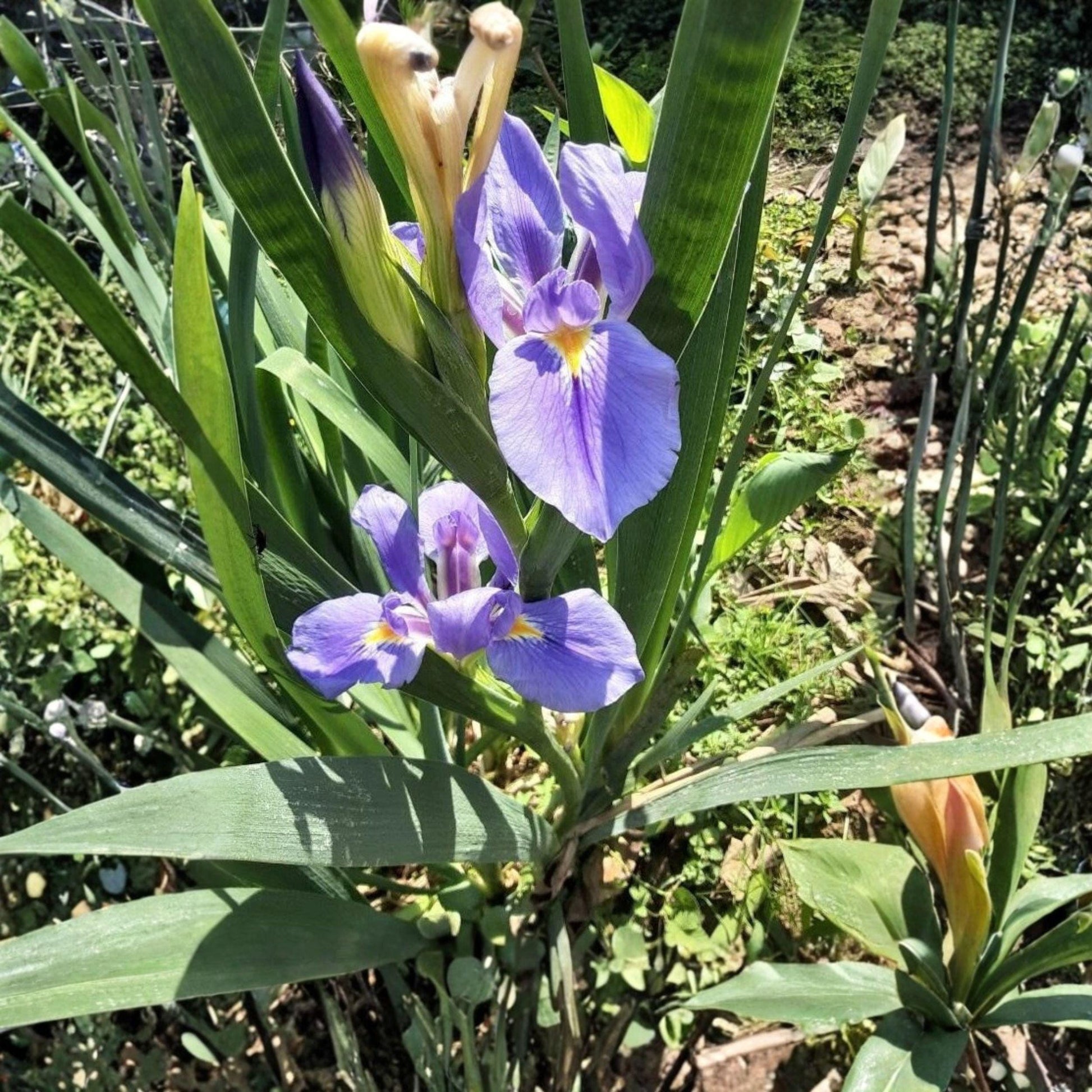 Rooted Iris Plants Set - Perennial Garden Flowers for Borders & Containers - Iris spp. - Untreated & Established