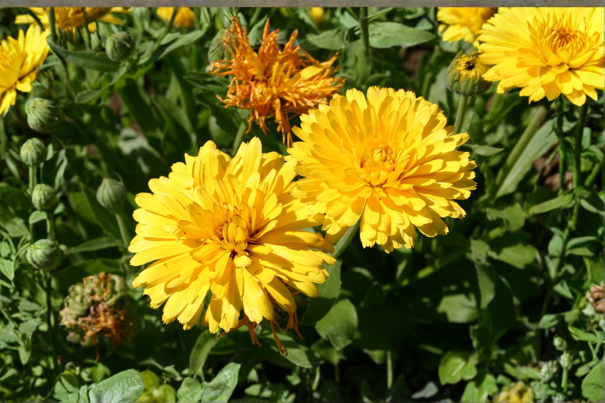Yellow Calendula Seeds - Pacific Beauty Variety - Calendula officinalis - Annual Flowering Plant for Garden Borders and Beds