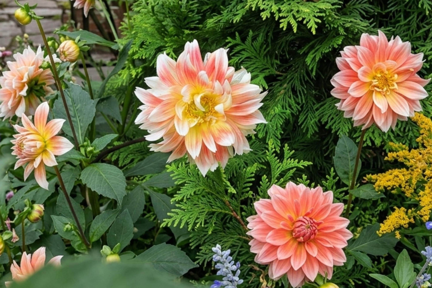 Peaches & Cream Dahlia Tuber Clump - Dinnerplate Flower - Dahlia pinnata - Rare Peach & Cream Blooms for Garden & Cut Flowers