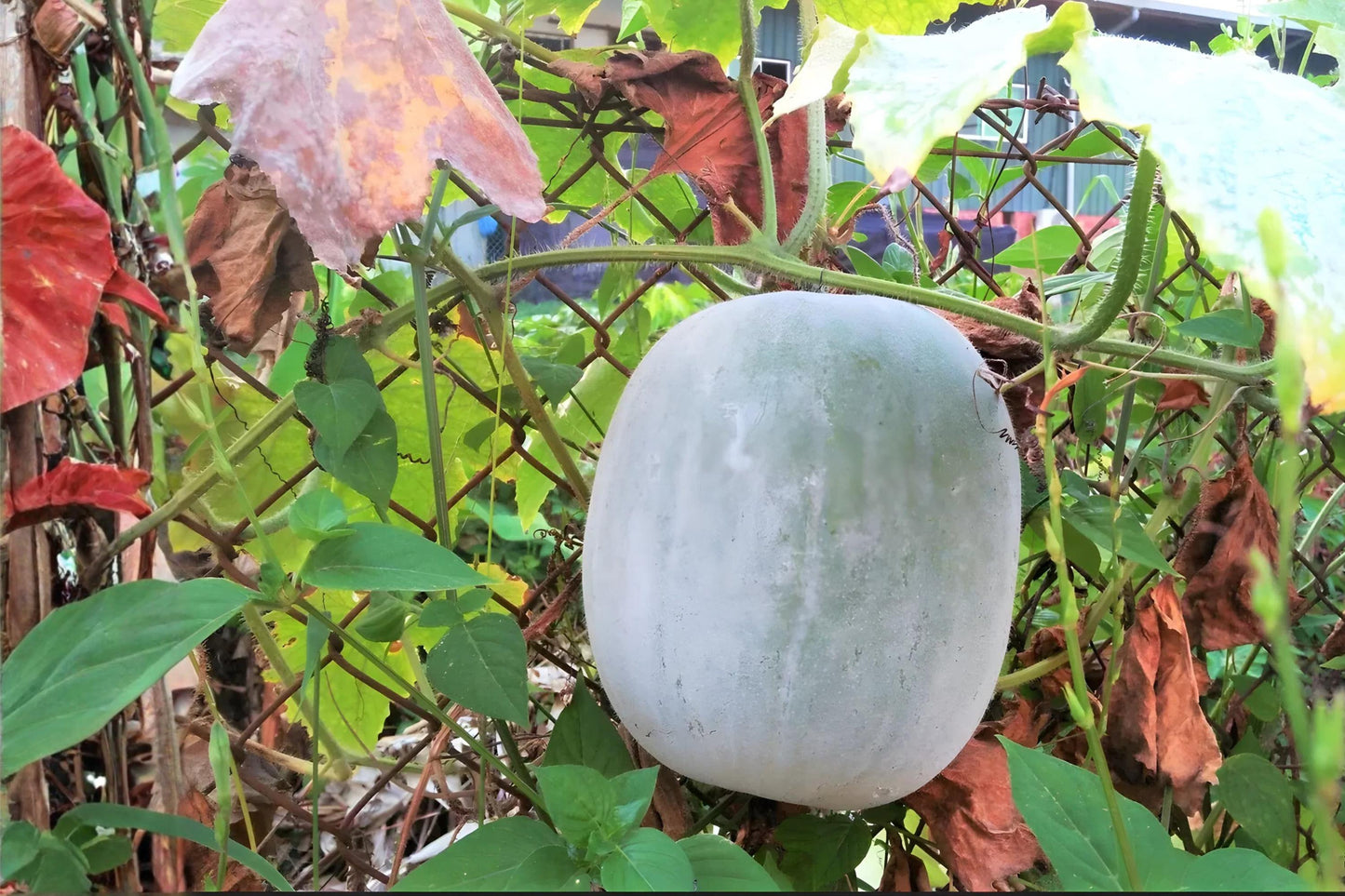Winter Melon Seeds (10) | Round Wax Gourd Seeds | Benincasa hispida | Fast-Growing for Soups & Storage