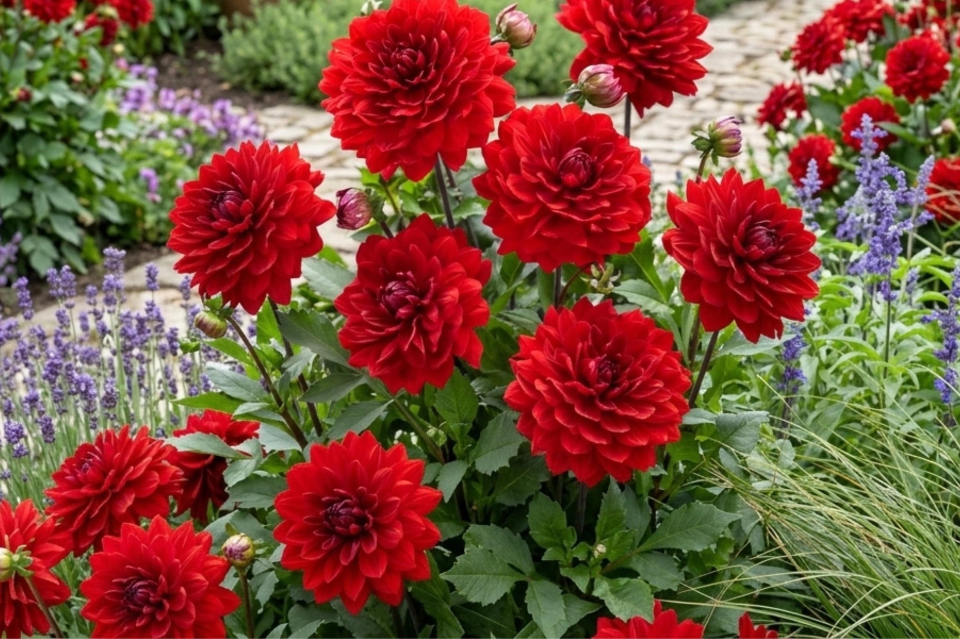 AMORA Karma Dahlia Bulb Tuber Clumps - Bold Color - Dahlia variabilis - Easy to Grow for Vibrant Spring Gardens