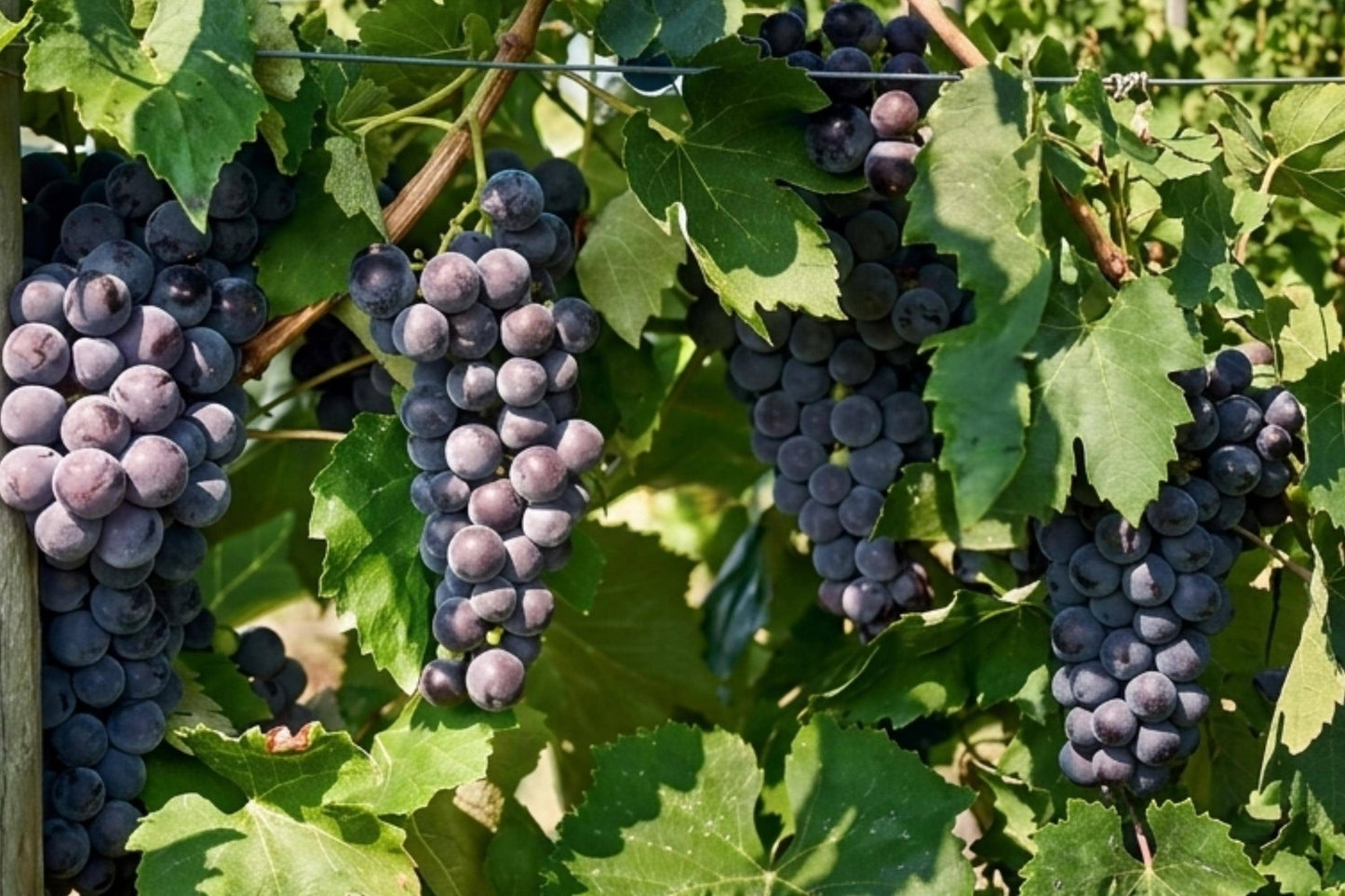 EVEREST Seedless Grape Vine Plant - 1-2 Year Old Vitis vinifera - Rare, Sweet Grapes for Home Gardens, Patios, Trellises