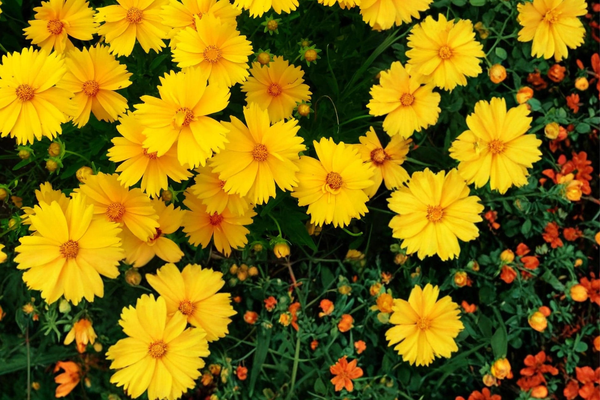 Lanceleaf Coreopsis Seeds 50 Count - Yellow Perennial Wildflower - Coreopsis lanceolata - Drought Tolerant Pollinator Plant