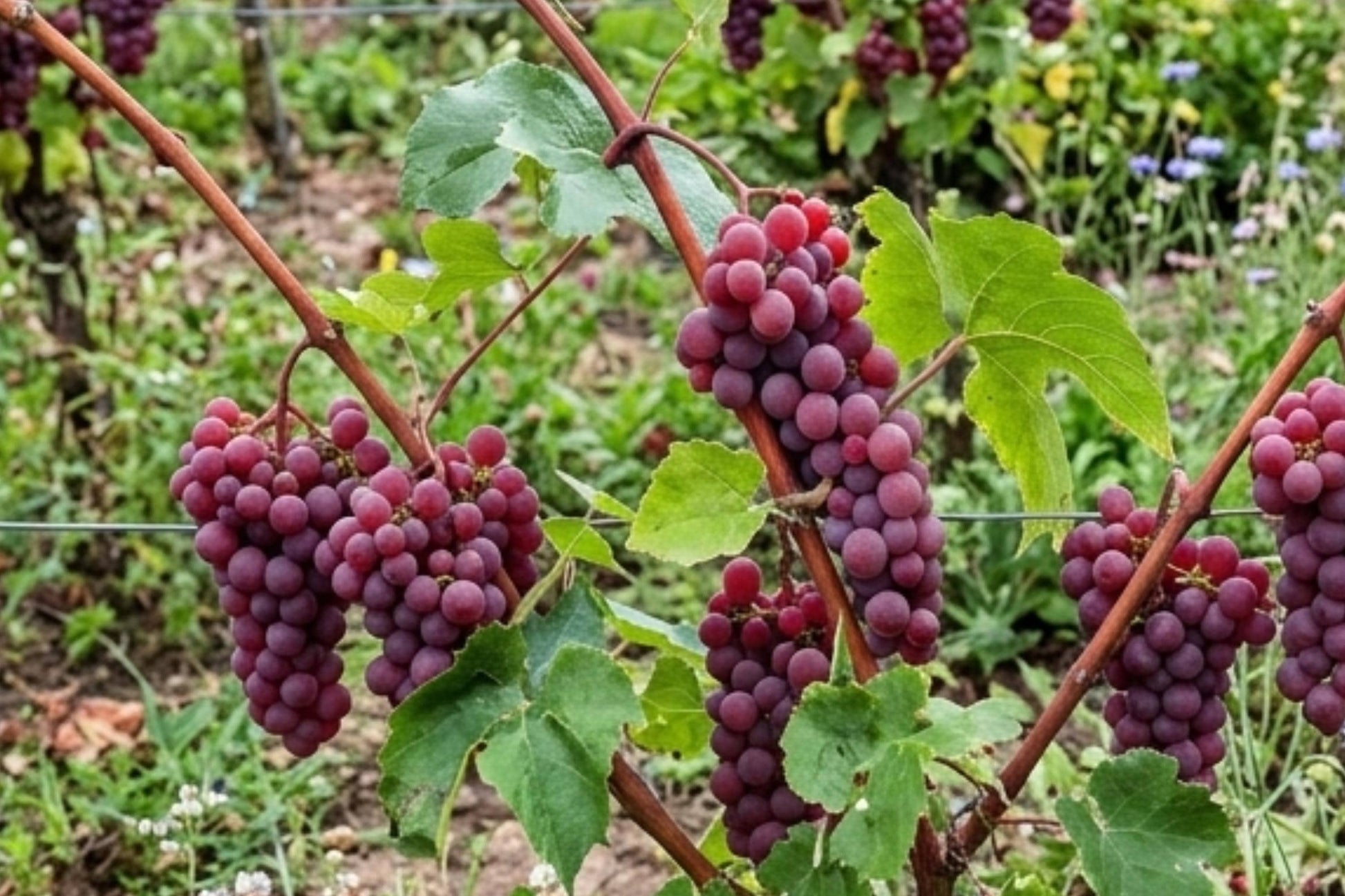 Canadice Grape Vine Plant - 1-2 Year Old Live Seedless Variety - Vitis labrusca - Easy to Grow for Home Gardeners