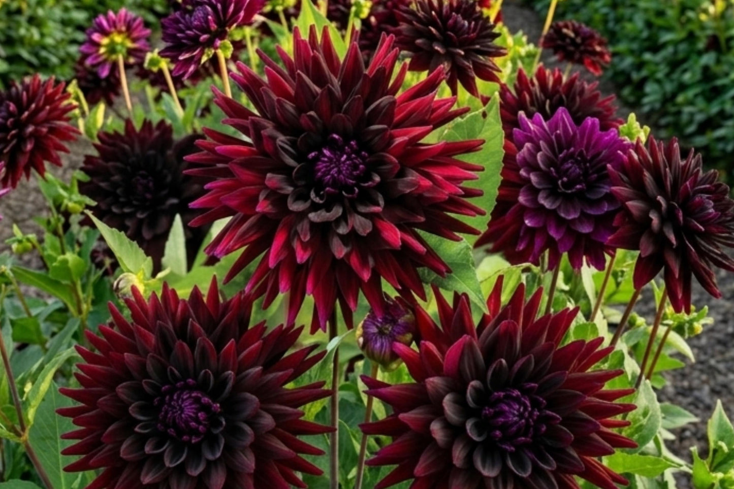 Cactus Dahlia Bulb Clump - Deep Red Black Narcissus Flower Tuber - Dahlia 'Black Narcissus' - Easy to Grow, Pollinator Friendly