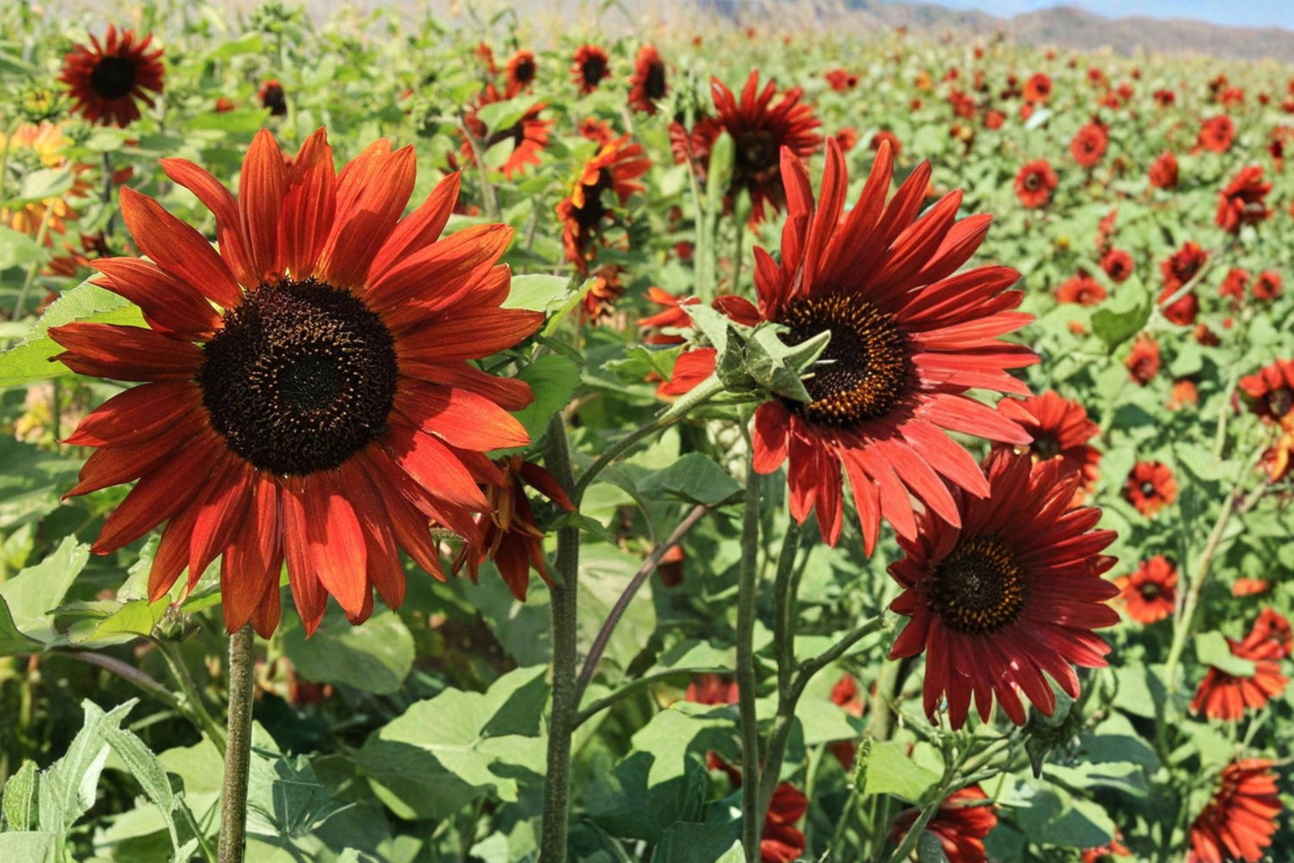 Velvet Queen Sunflower Seeds 15 Pack - Deep Red Burgundy Blooms - Helianthus annuus - Annual Flower for Full Sun Gardens