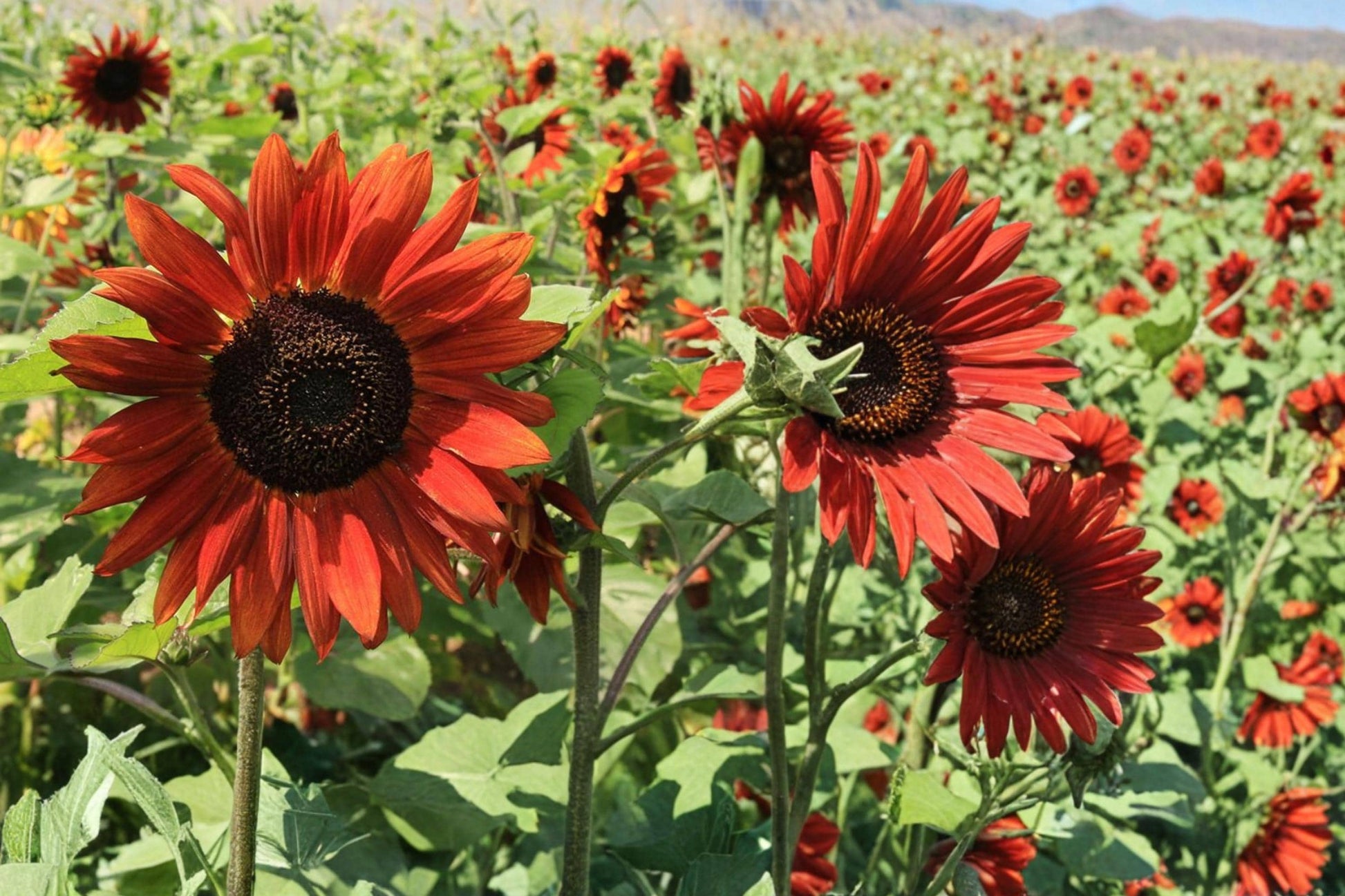 Velvet Queen Sunflower Seeds 15 Pack - Deep Red Burgundy Blooms - Helianthus annuus - Annual Flower for Full Sun Gardens