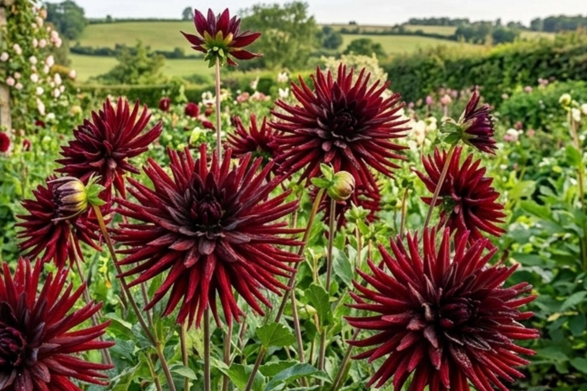 2 Black Narcissus Cactus Dahlia Bulb Tuber Clumps - Deep Red Exotic Flowers - Dahlia pinnata