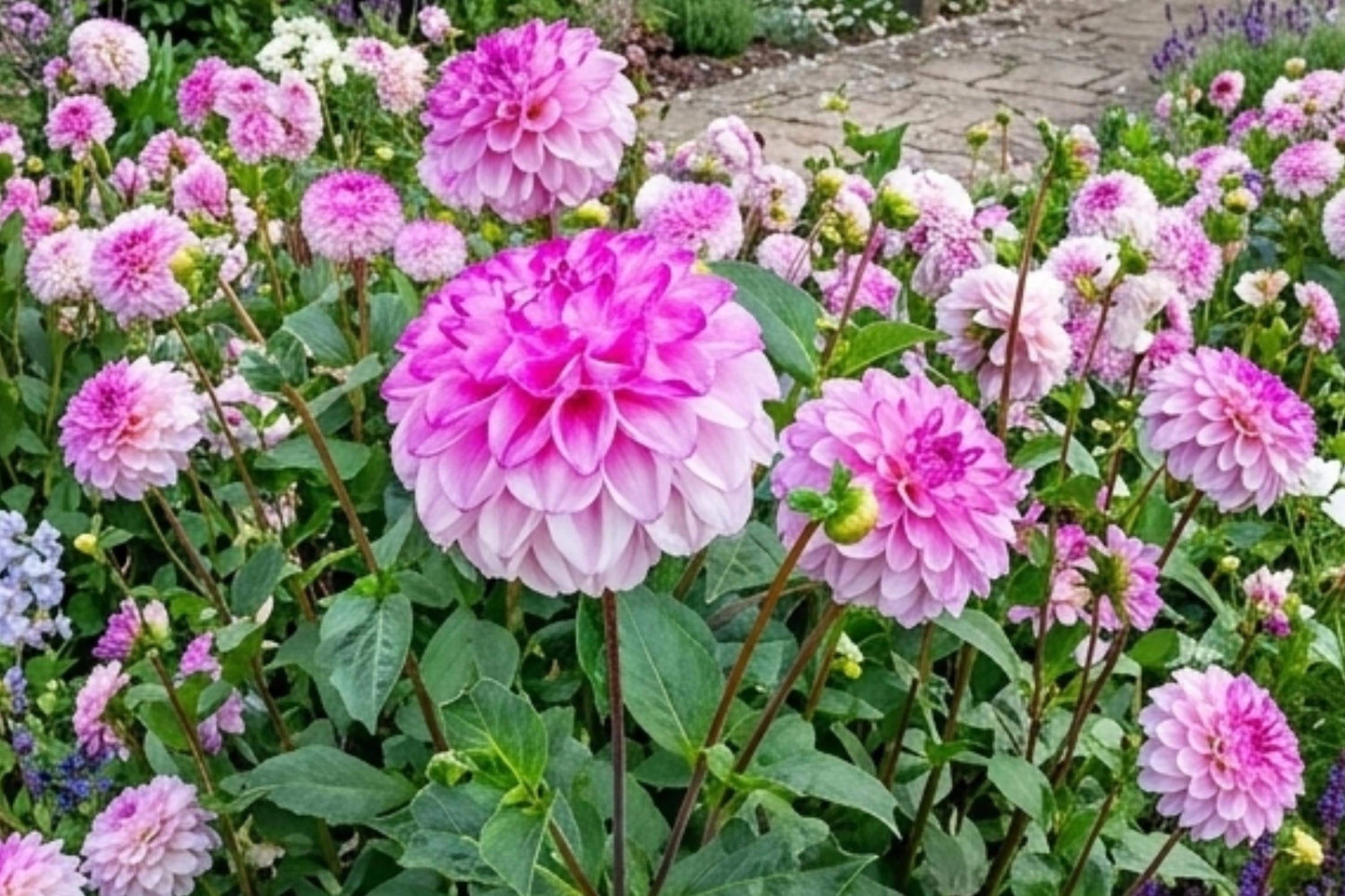 GENOVA Ball Dahlia Bulb Tuber Clump - Colorful Bouquet Flower - Dahlia variabilis - Zones 3-10 - Easy to Grow, Attracts Pollinators