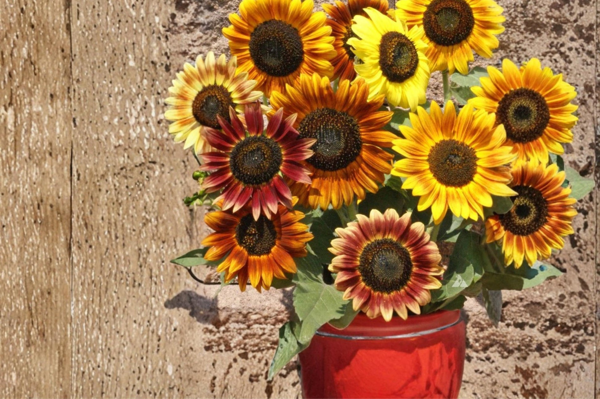 Autumn Beauty Sunflower Seeds - 15 Mixed Color Seeds, Helianthus annuus, Annual Flower for Garden Borders and Pollinators