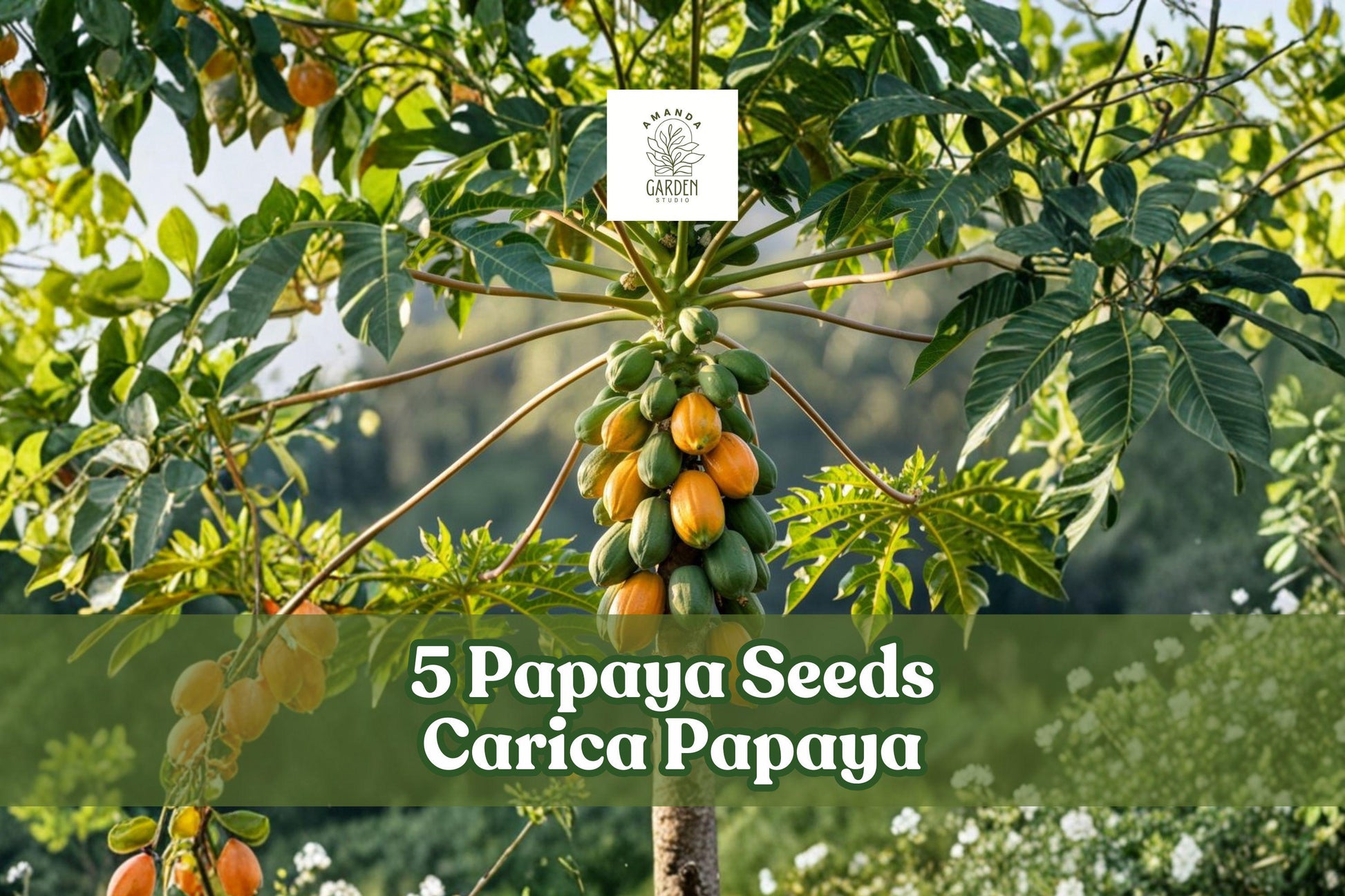 Papaya Seeds - 5 Honeydew Variety Carica Papaya - Tropical Fruit Tree for Gardening & Landscaping