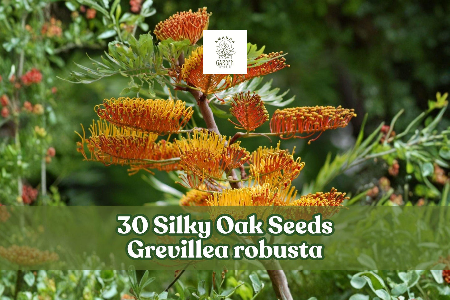 30 Silky Oak Seeds Grevillea robusta Fast Growing Evergreen Tree with Golden-Orange Flowers, Ideal for Landscaping and Shade