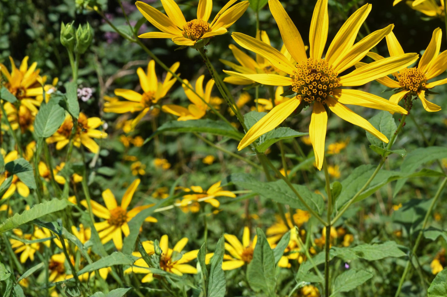 Early Sunflower Seeds - 100 Perennial Flower Seeds - Heliopsis helianthoides - Yellow Daisy-like Blooms - Pollinator Friendly