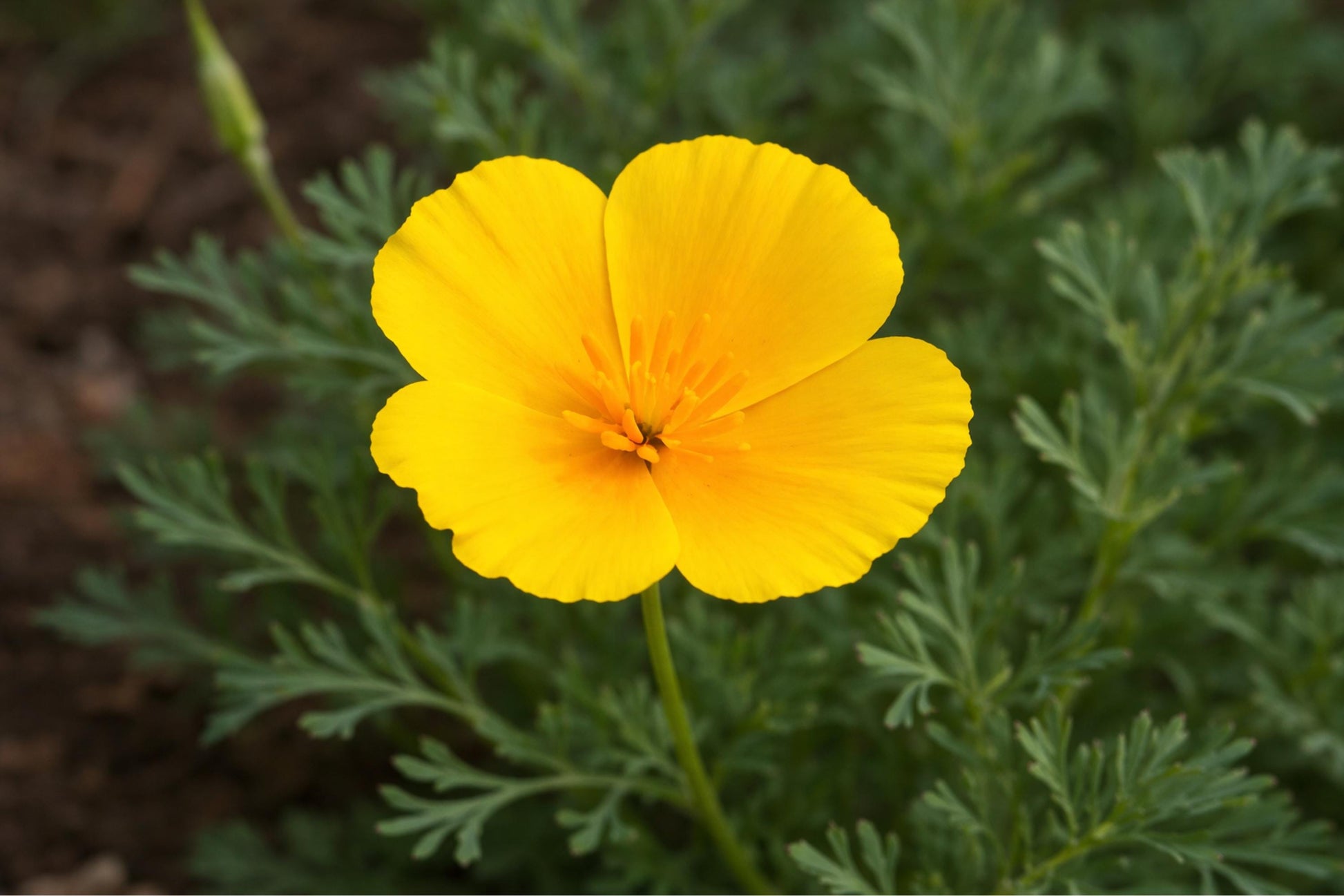 Dwarf California Poppy Seeds (100) - Tufted Wildflower, Yellow/Orange Blooms, Eschscholzia caespitosa - Drought Tolerant Garden Seeds