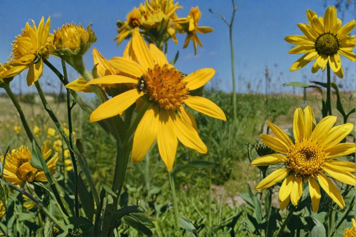 Yellow Crownbeard Seeds - 30 Perennial Wildflower Seeds - Verbesina helianthoides - Bright Yellow Blooms for Pollinators