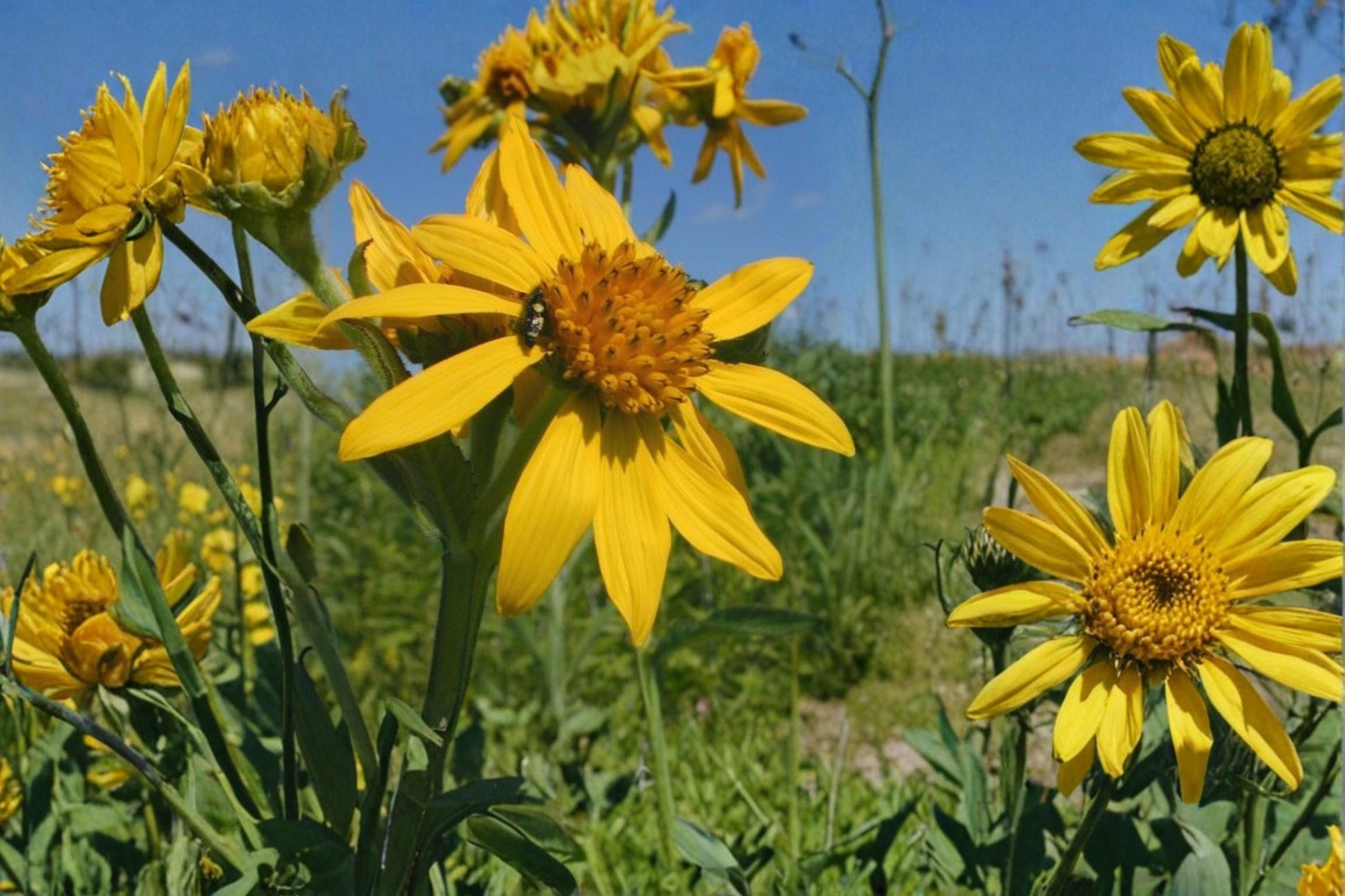 Yellow Crownbeard Seeds - 30 Perennial Wildflower Seeds - Verbesina helianthoides - Bright Yellow Blooms for Pollinators