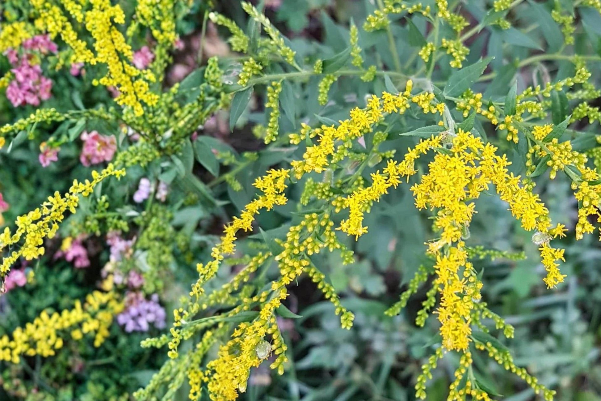 Elmleaf Goldenrod Seeds - 100 Perennial Wildflower Seeds - Solidago ulmifolia - Yellow Blooms for Pollinator Gardens