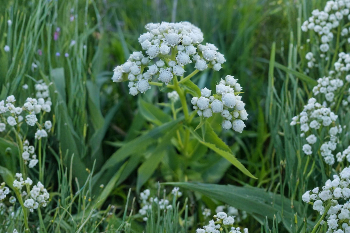 Wild Quinine Seeds - 25 Seeds - White Perennial Wildflower - Parthenium integrifolium - Pollinator Friendly Prairie Plant