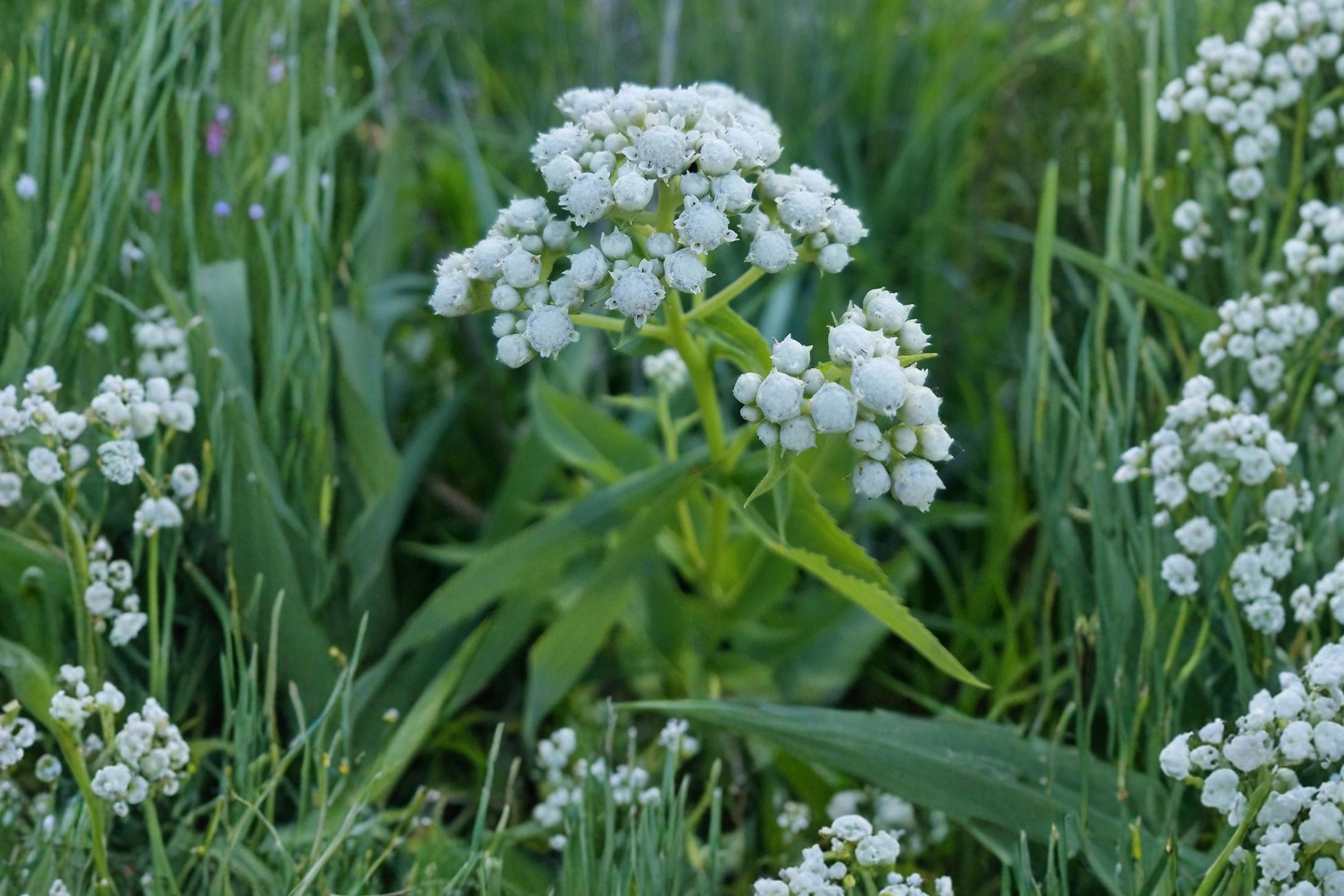 Wild Quinine Seeds - 25 Seeds - White Perennial Wildflower - Parthenium integrifolium - Pollinator Friendly Prairie Plant