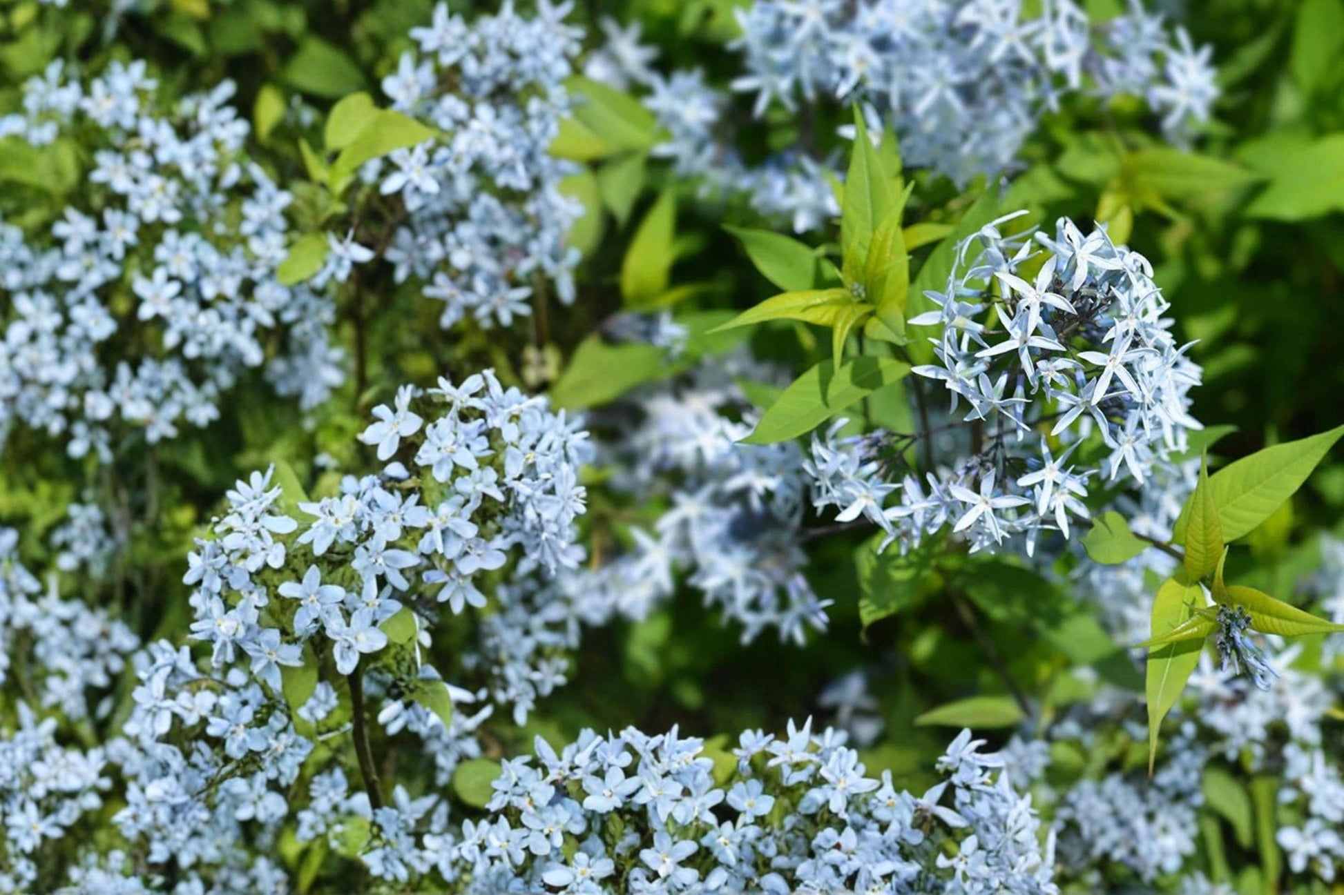 Eastern Bluestar Seeds 10 Pack - Amsonia tabernaemontana - Pale Blue Perennial Flower for Garden Borders and Native Plantings