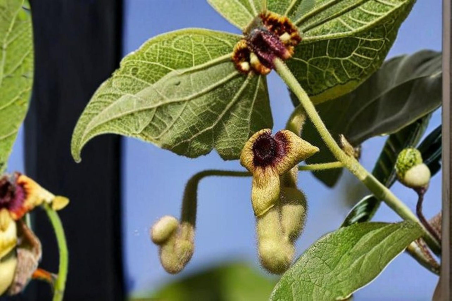 Woolly Dutchman’s Pipevine Seeds - 10 Seeds - Aristolochia tomentosa - Perennial Climbing Vine with Heart-Shaped Leaves