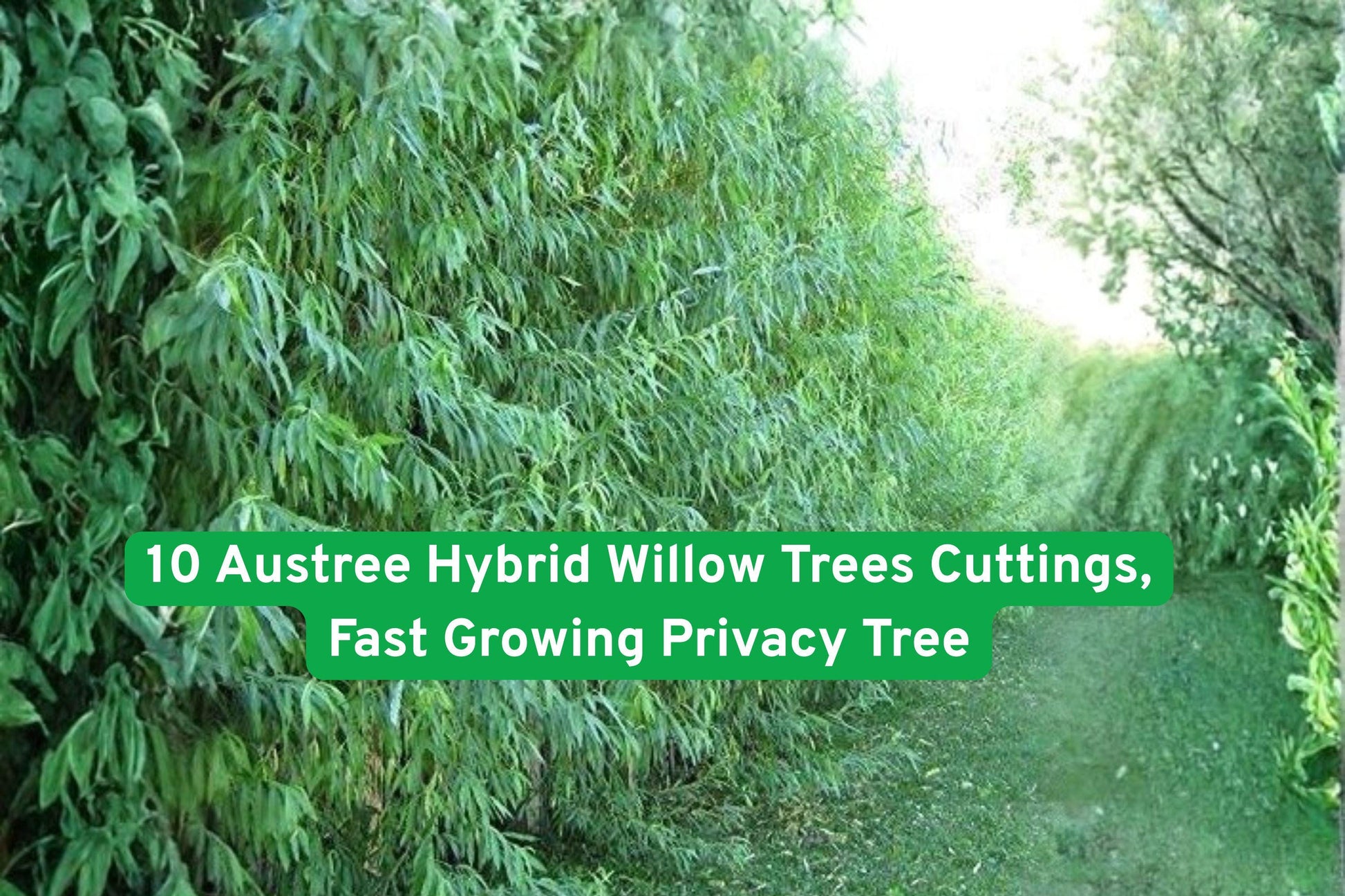 10 Austree Hybrid Willow Cuttings, Fast Growing Privacy Trees, Salix spp. - Quick Shade & Windbreak Solution for Landscaping