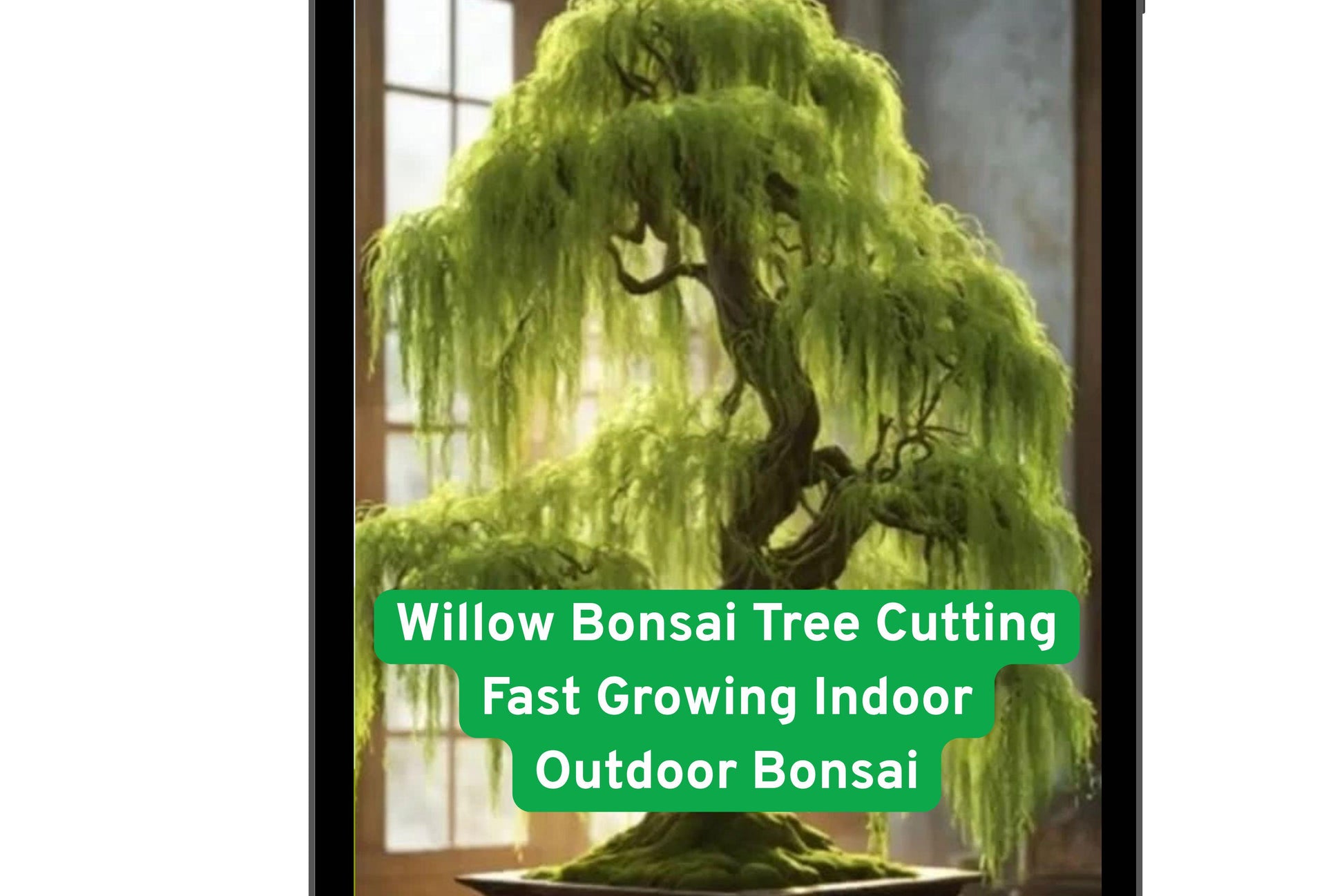 Willow Bonsai Cutting - Fast Growing Indoor/Outdoor Bonsai, Salix spp., Beginner-Friendly Plant for DIY Gifts and Home Decor