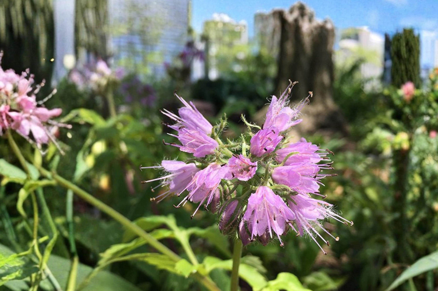 Virginia Waterleaf Seeds - 10 Seeds - Hydrophyllum virginianum - Perennial Woodland Wildflower for Shade Gardens